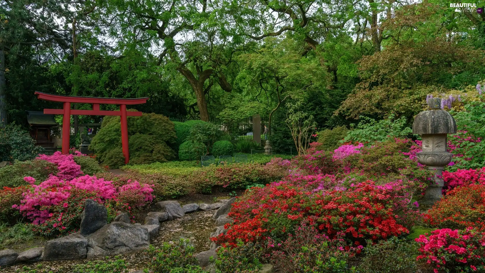 stream, Rhododendron, trees, viewes, Japanese Garden