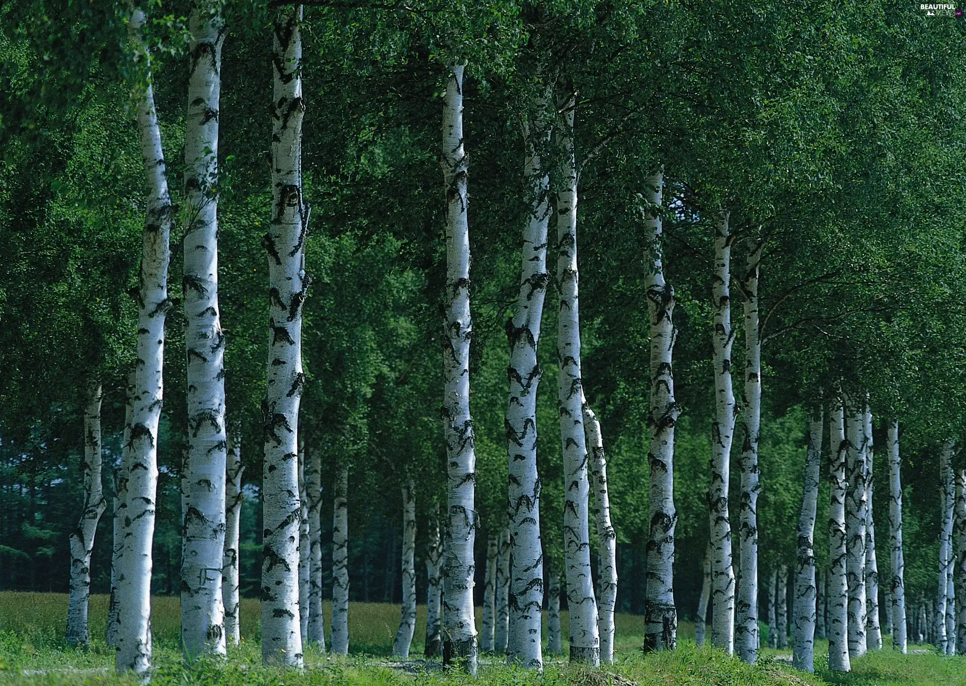 viewes, grass, leaved, trees, forest
