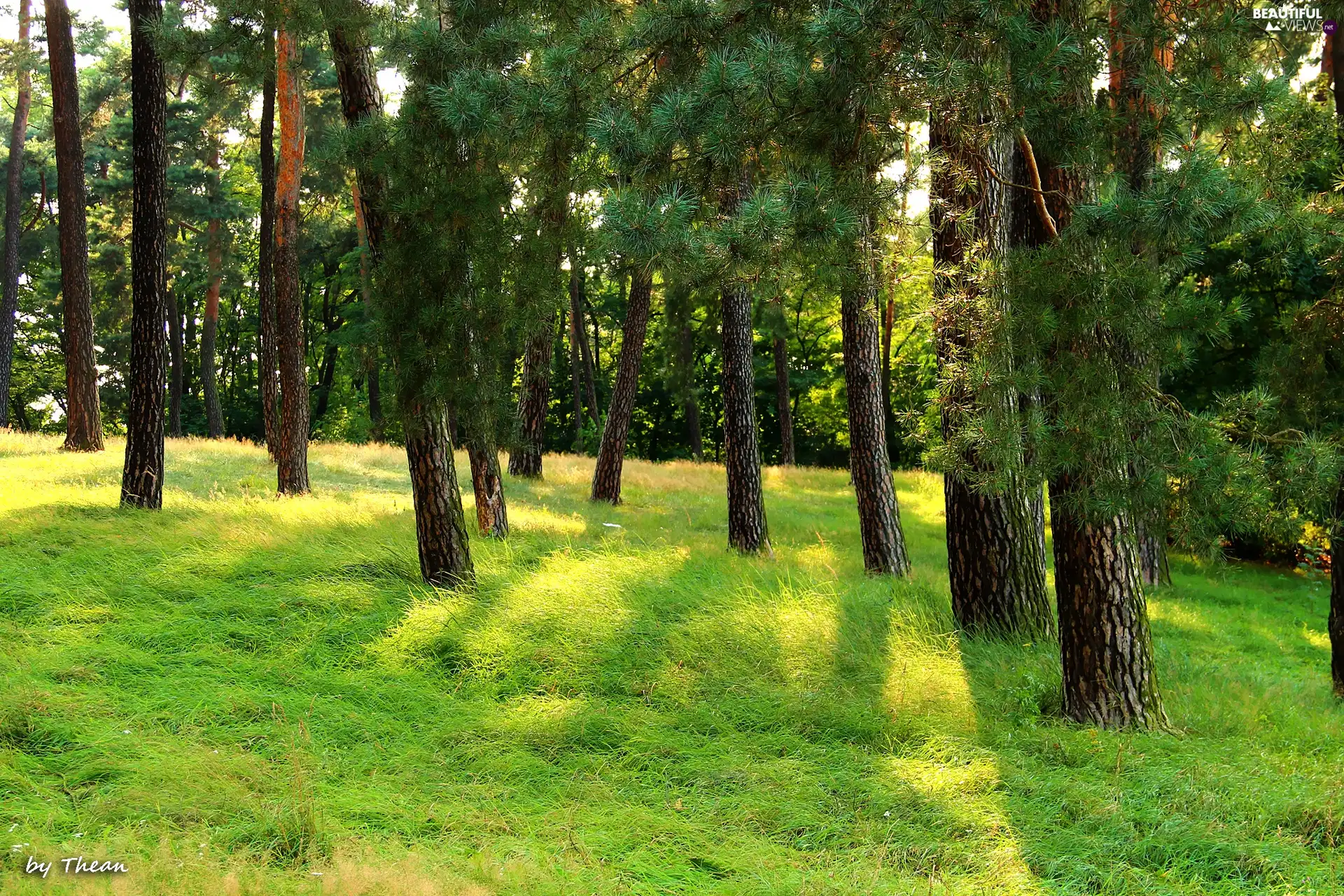viewes, grass, pine, trees, grove