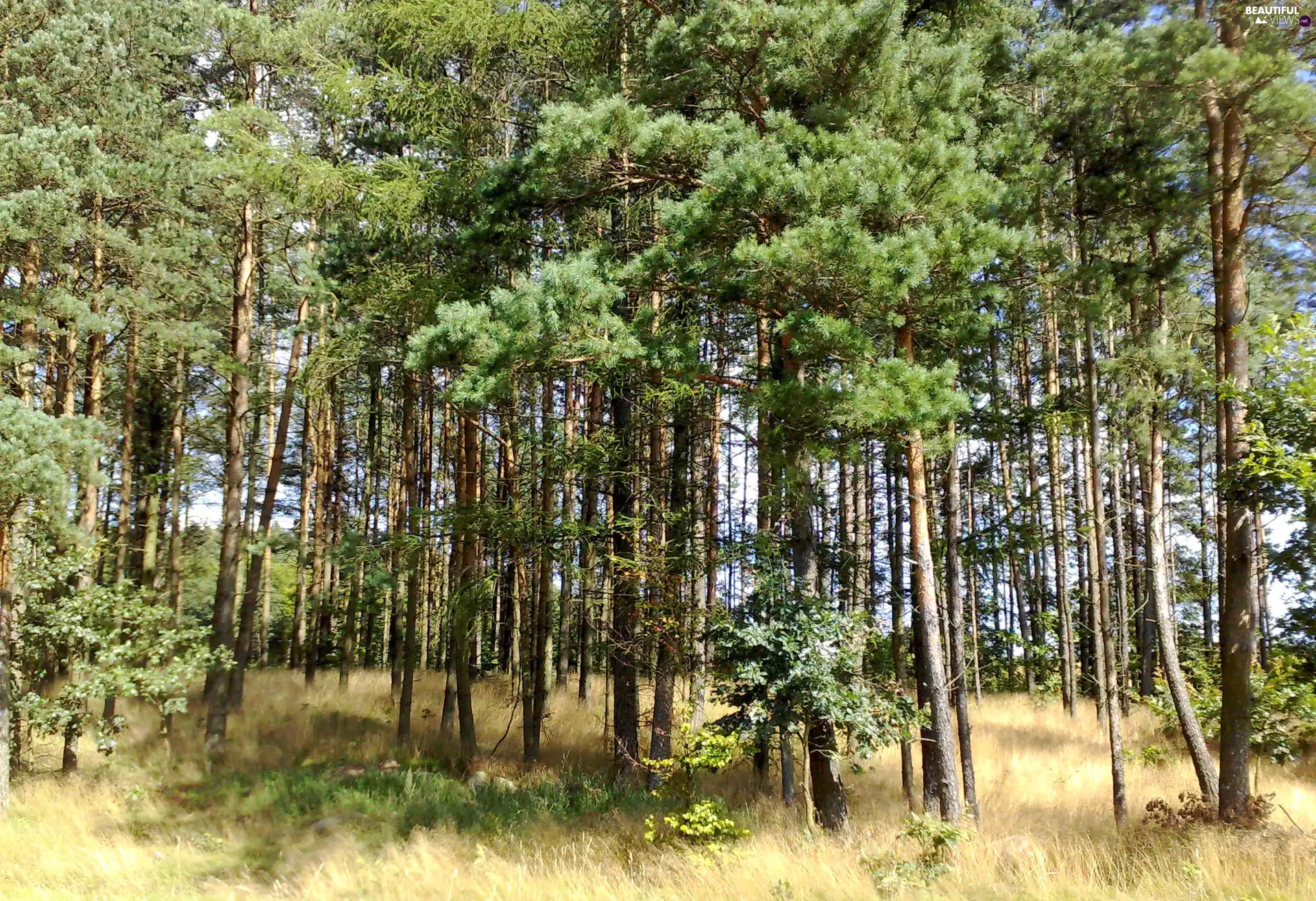 grass, trees, viewes, forest