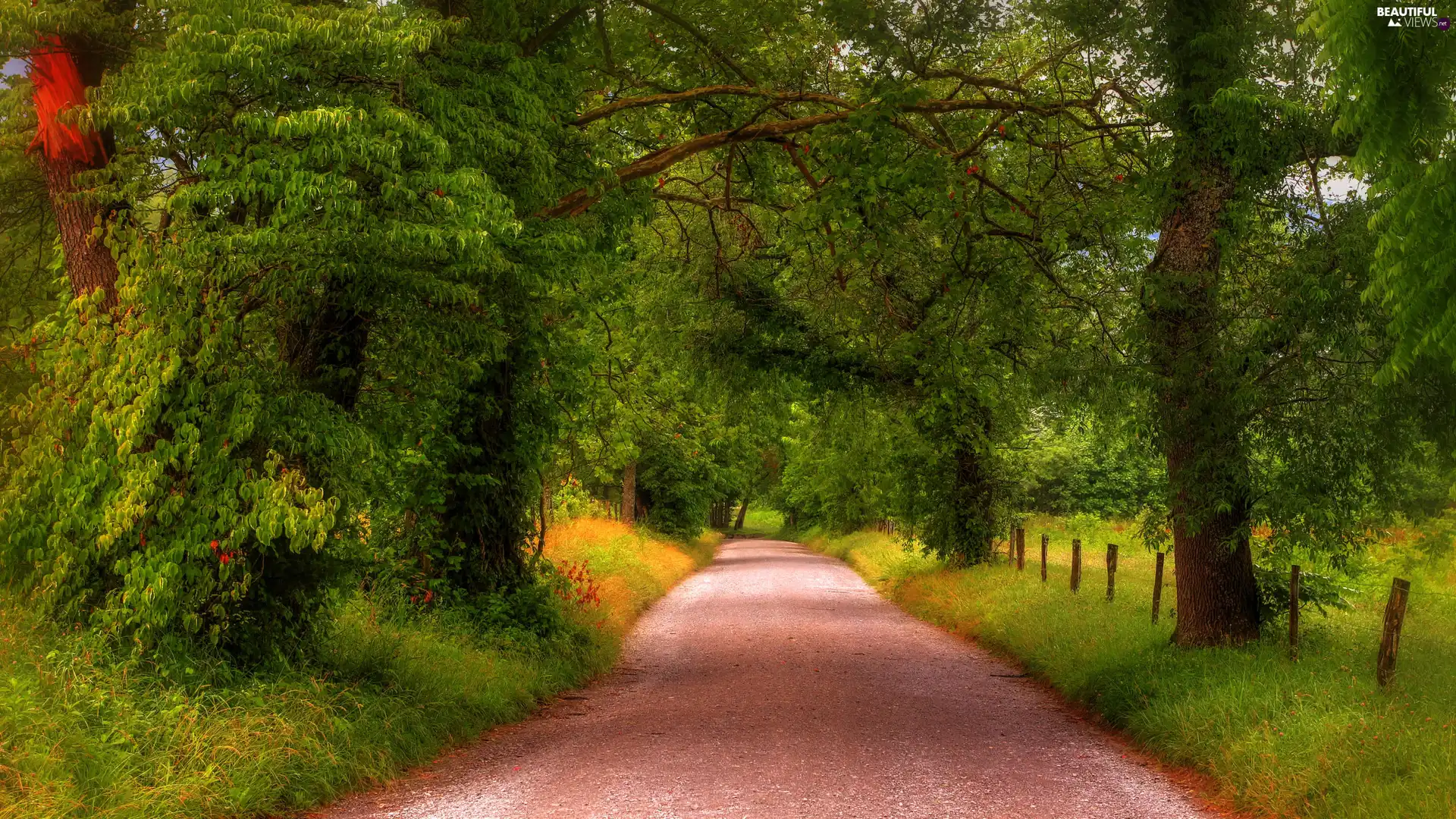 Way, trees, grass, viewes, forest, fence, green