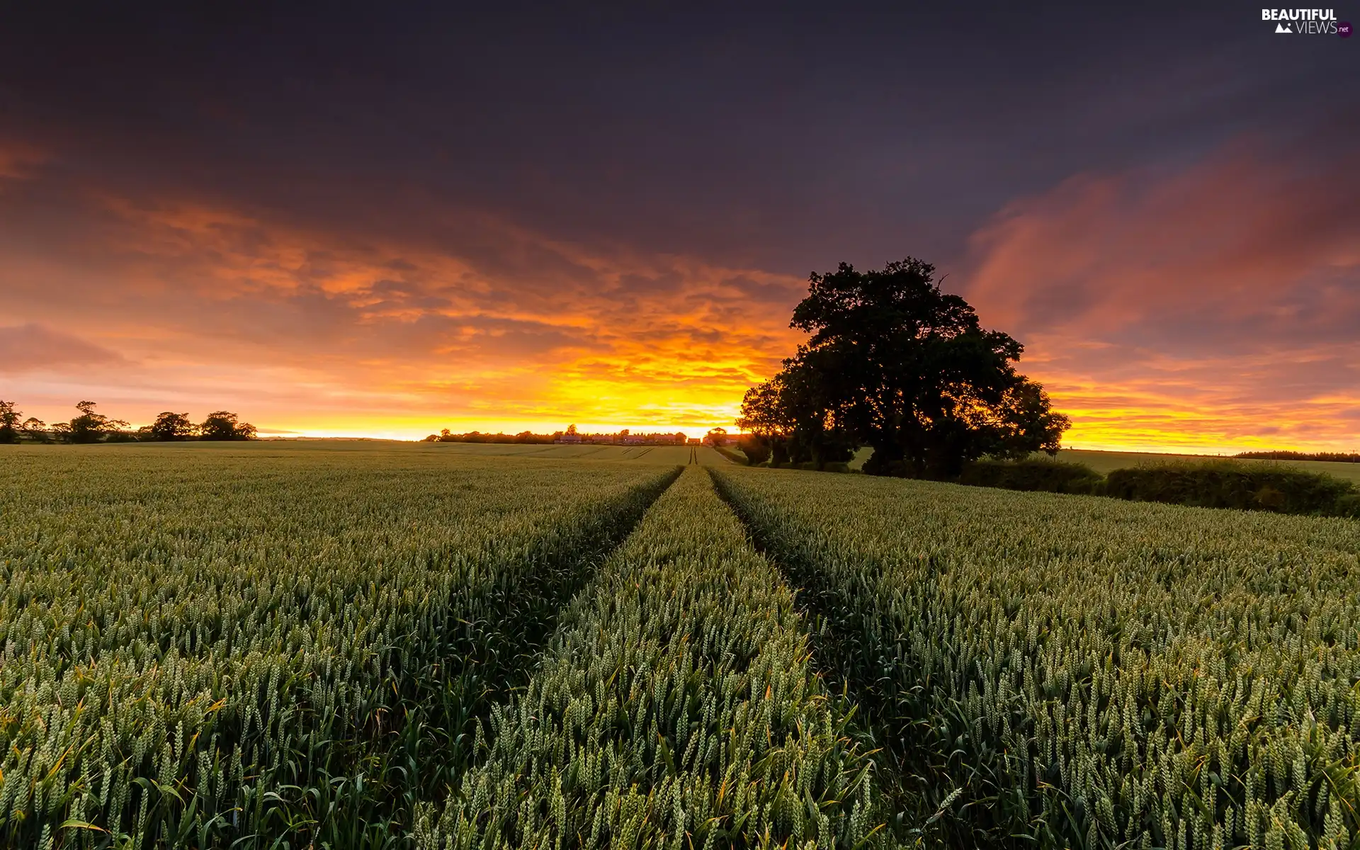 Field, trees, viewes, Great Sunsets