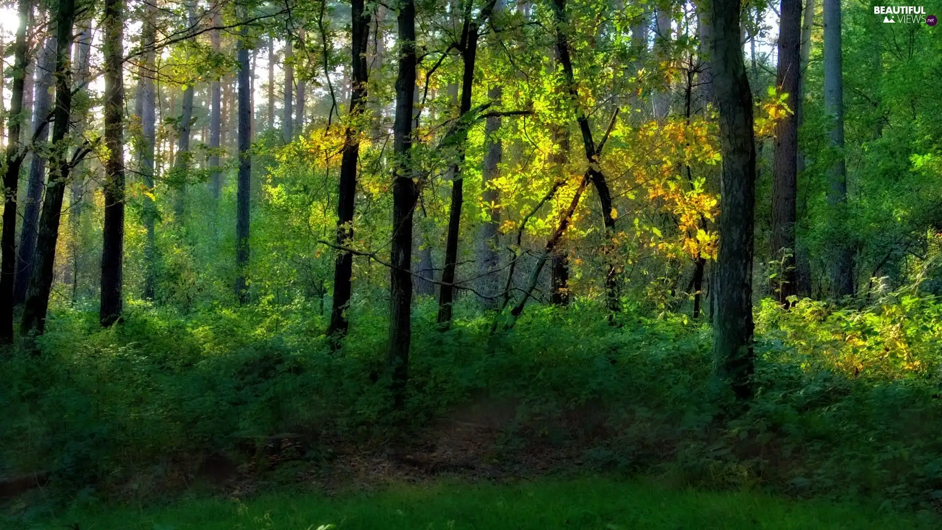 viewes, Bush, green ones, trees, forest