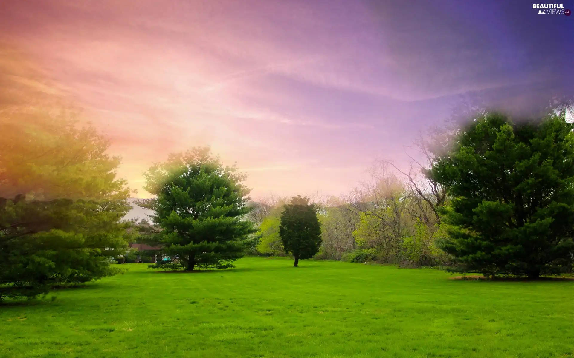 viewes, Bush, green ones, trees, Park