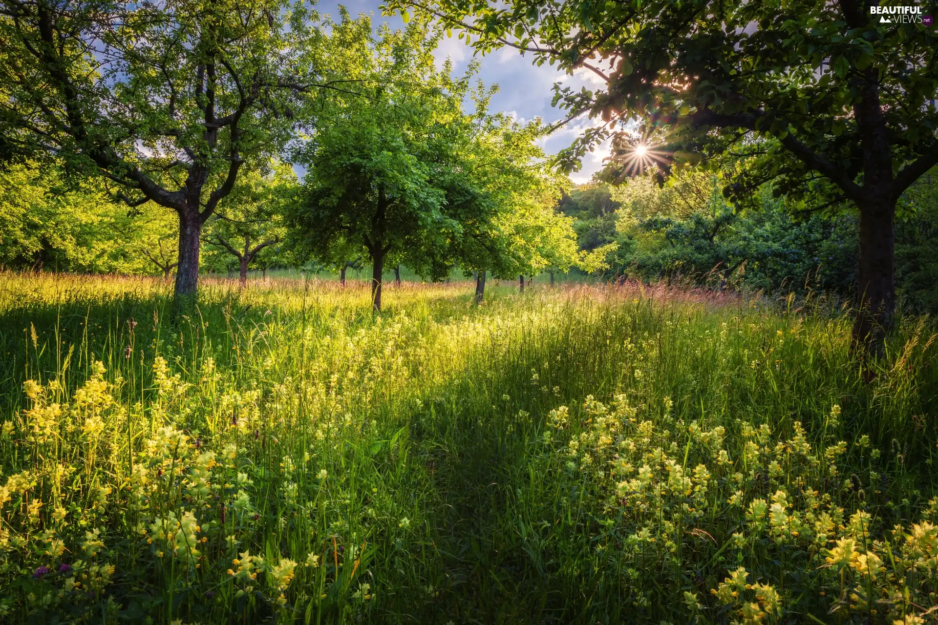 viewes, grass, rays of the Sun, trees, Flowers, green, summer