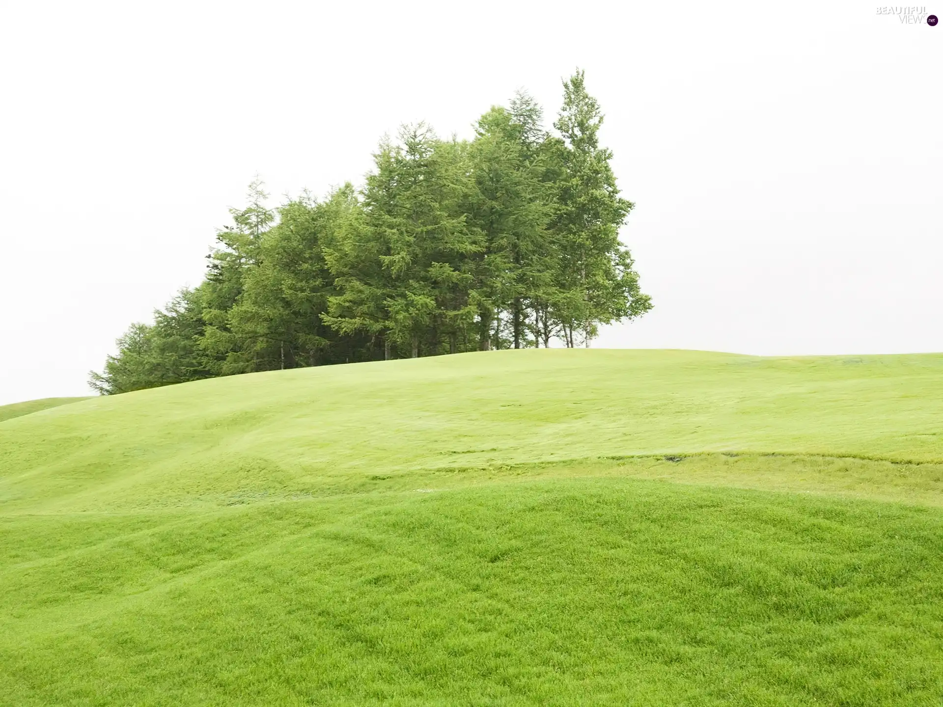 Green, trees, viewes, Meadow