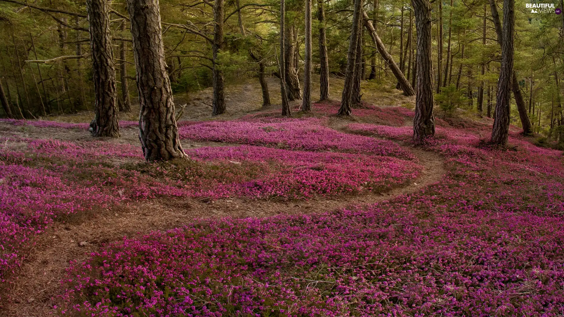 Stems, trees, heath, viewes, forest, heathers, Path