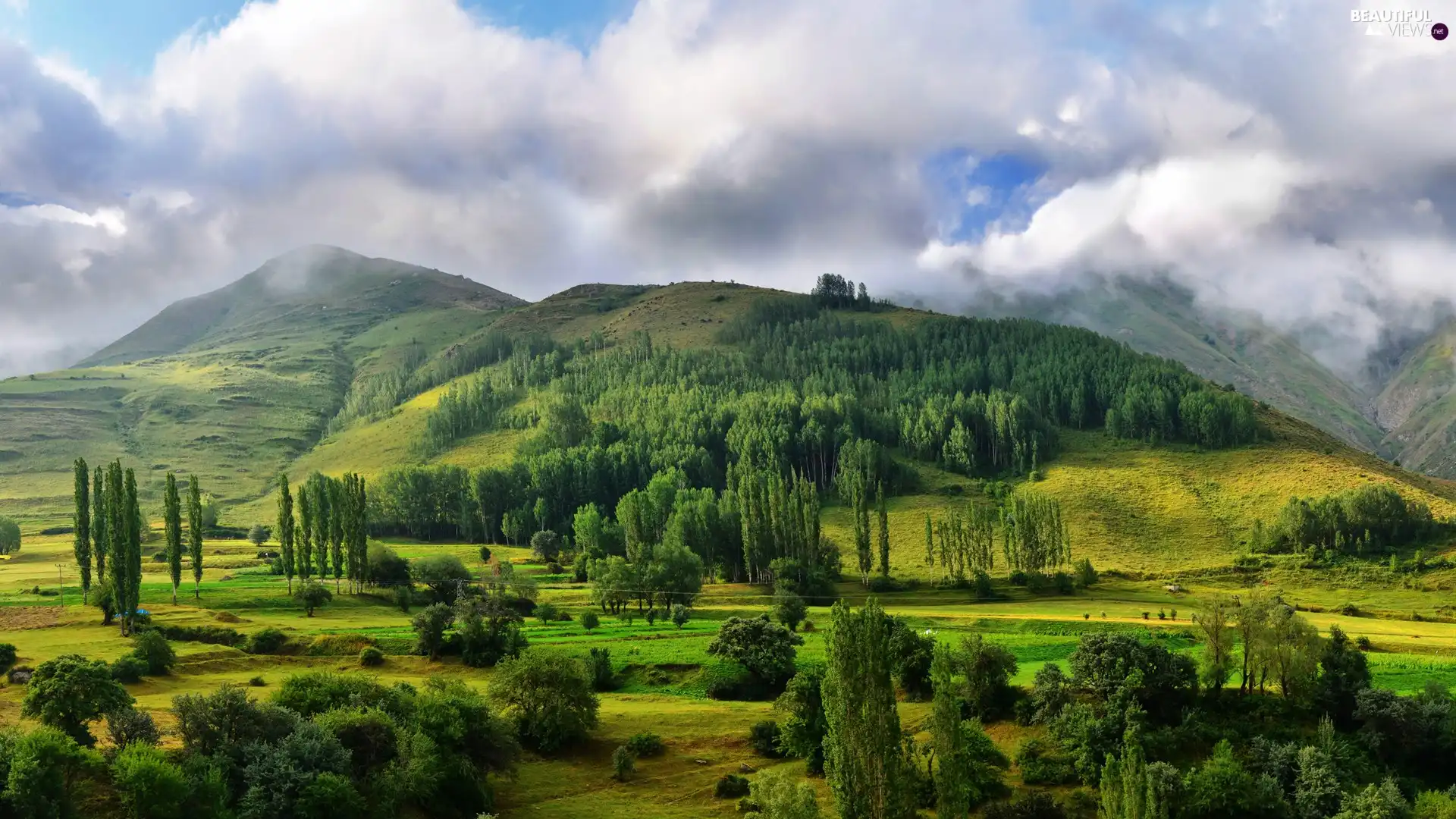 clouds, Fog, trees, viewes, The Hills