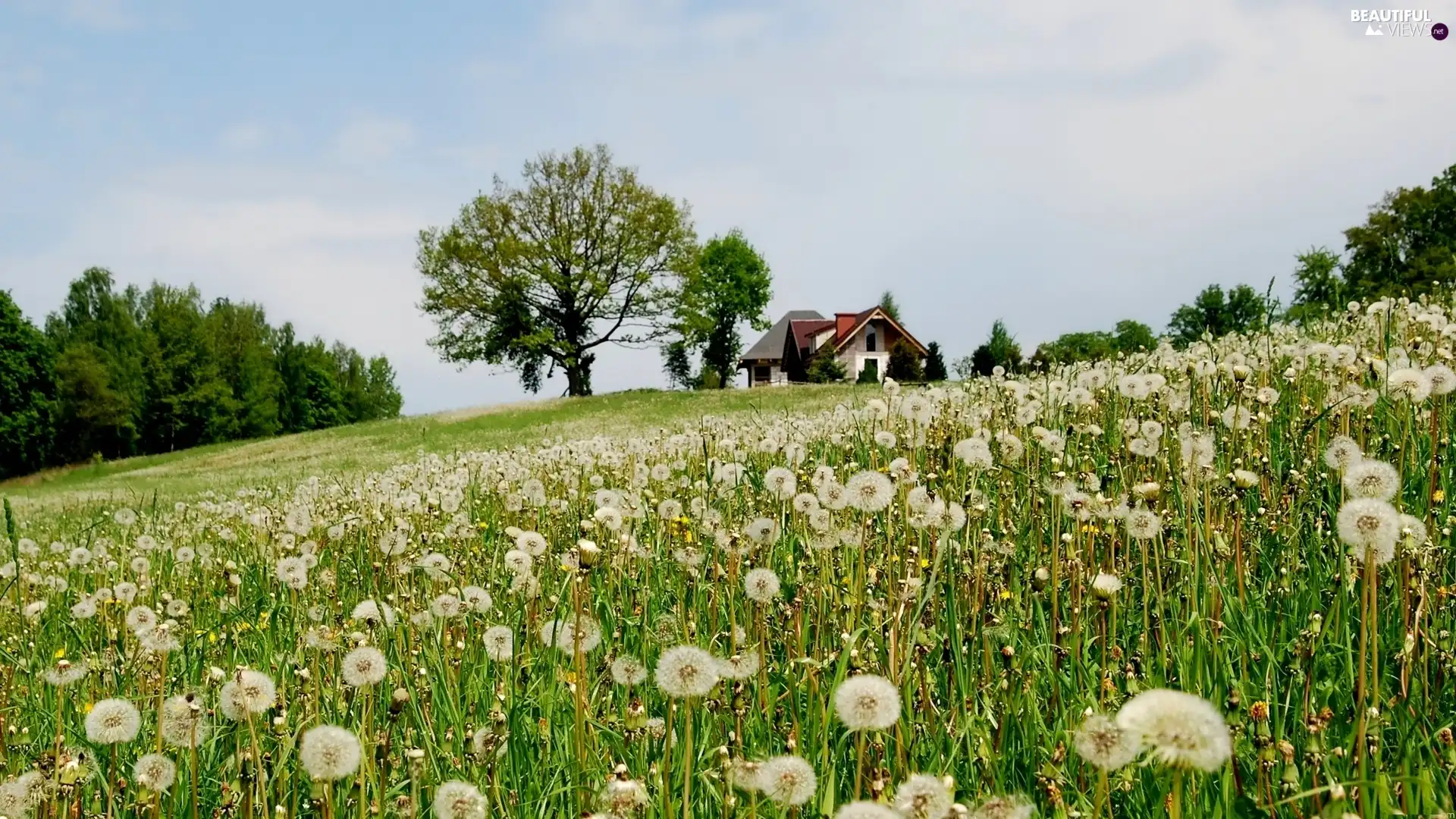 viewes, Home, dandelions, trees, Meadow