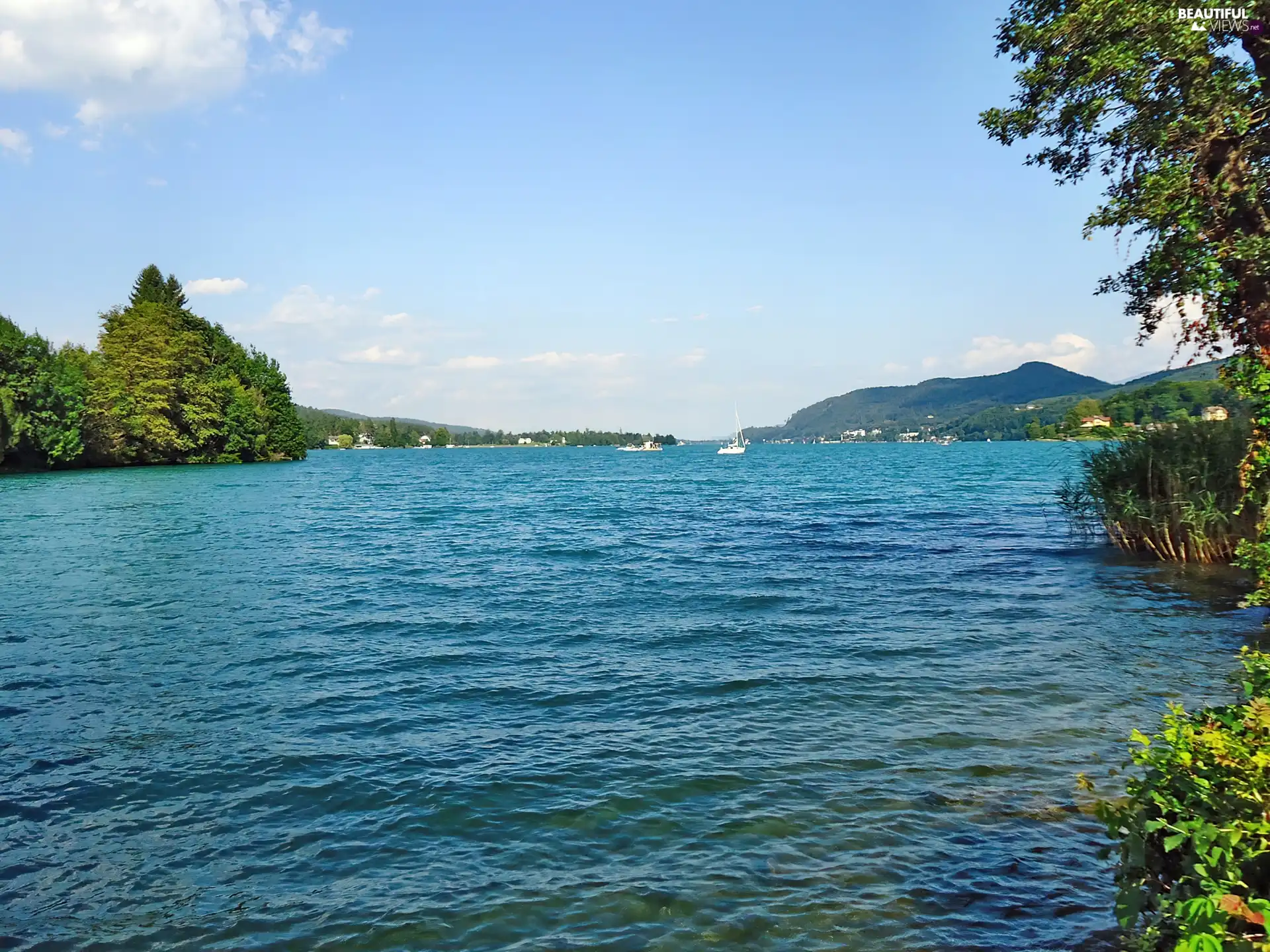 Huge, trees, viewes, lake