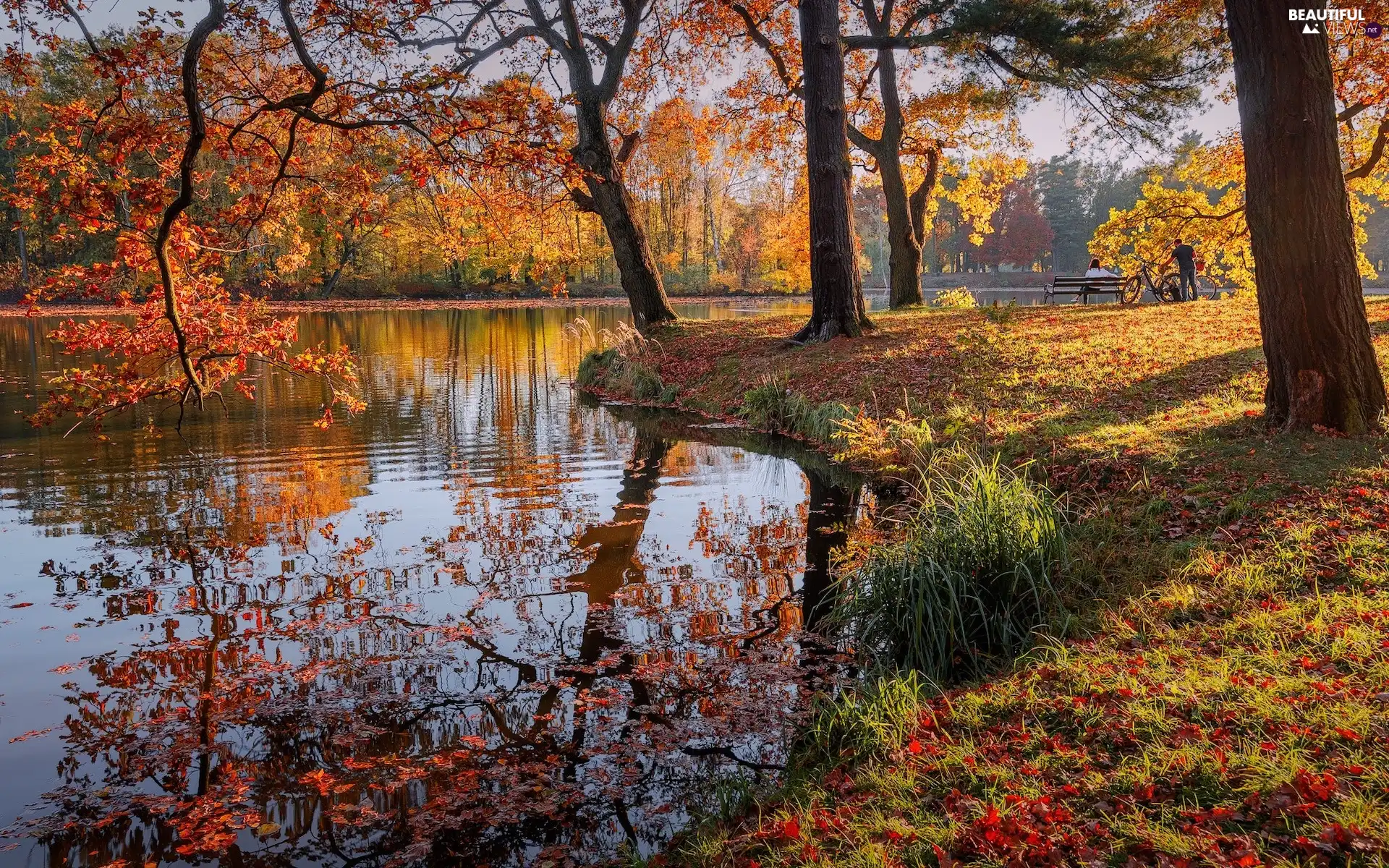 trees, viewes, lake, autumn, Park