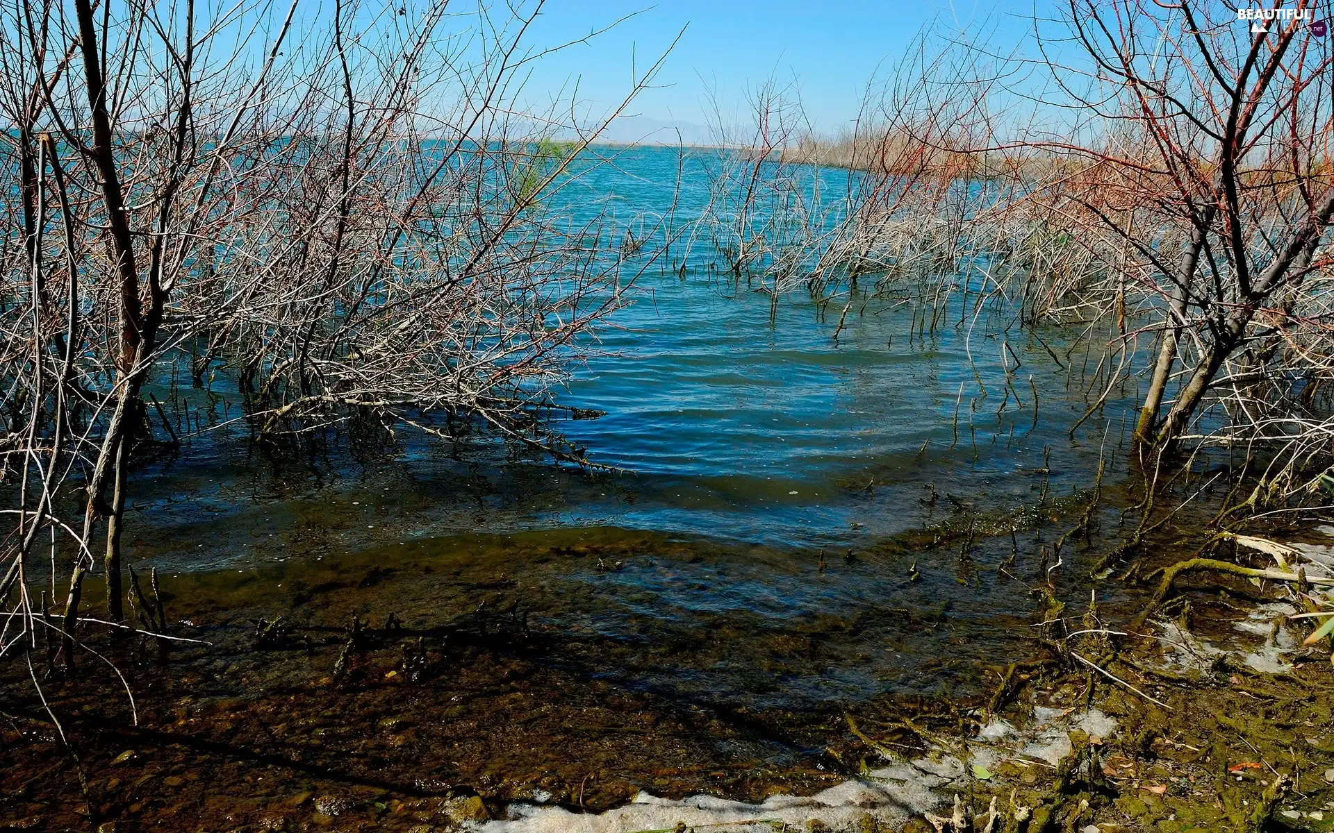 lake, trees, viewes, scrub