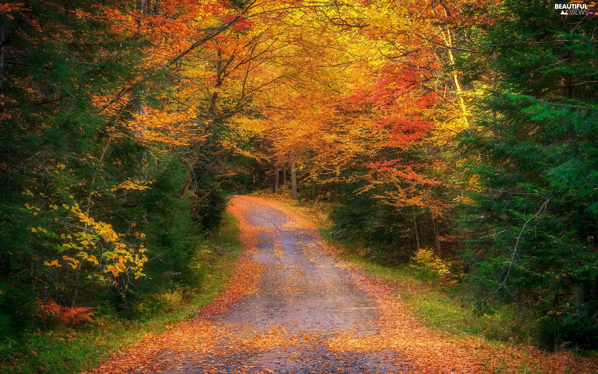 forest, color, Leaf, trees, fallen, Way, autumn, viewes