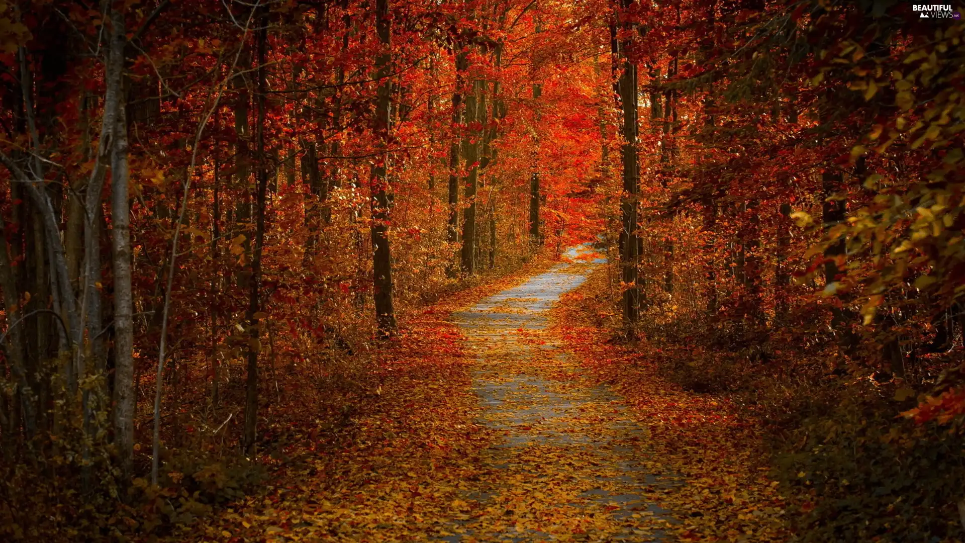 viewes, Leaf, autumn, trees, forest