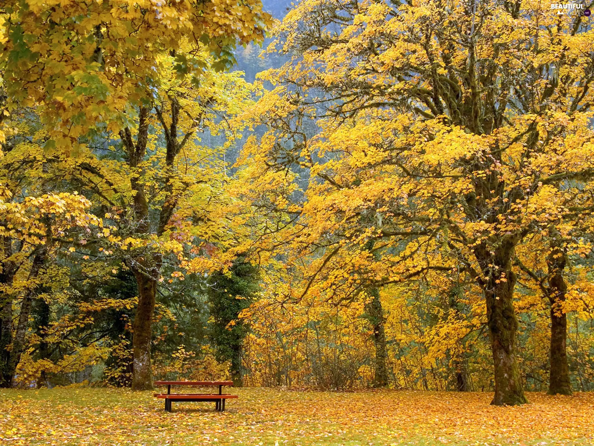 viewes, Leaf, autumn, trees, Golden automobile
