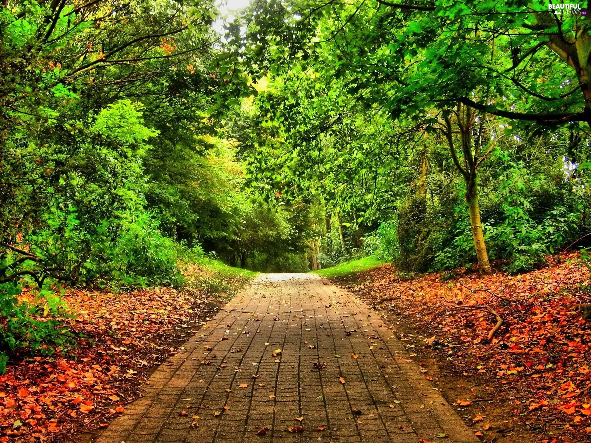 viewes, Leaf, Park, trees, lane