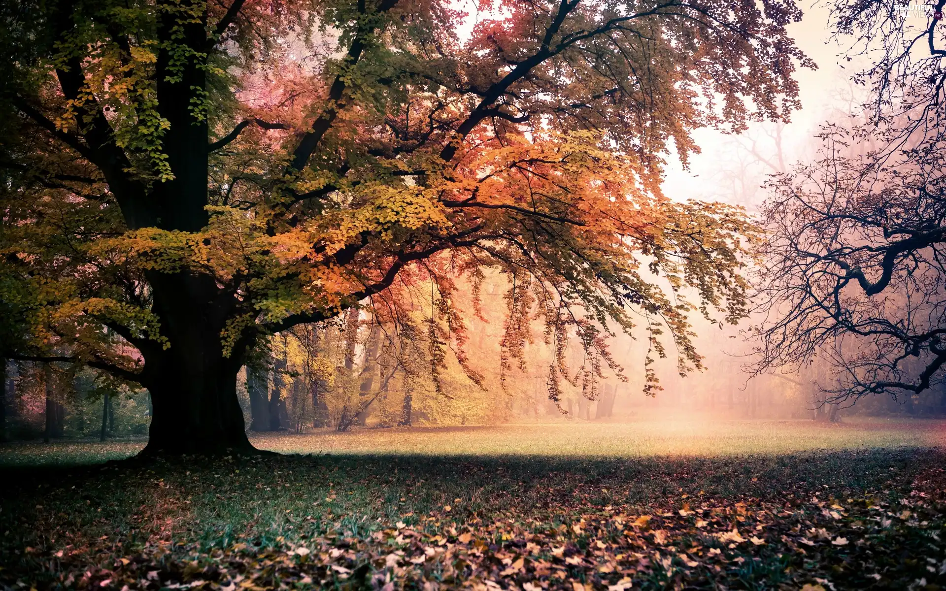 sun, trees, Leaf, luminosity, Przebijające, Park, viewes, autumn, flash, ligh