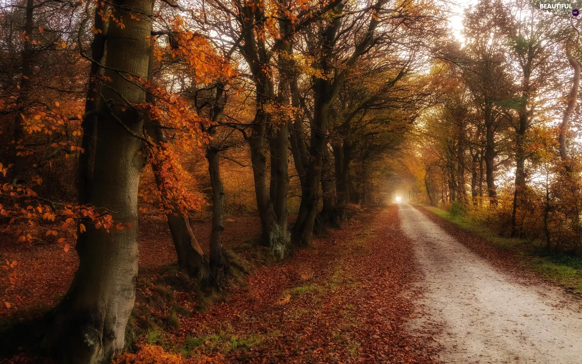 Way, trees, Leaf, viewes, Autumn, fallen, autumn