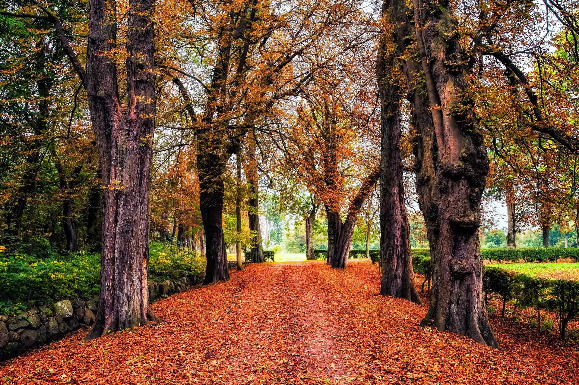 alley, trees, Leaf, viewes, Park, fallen, autumn