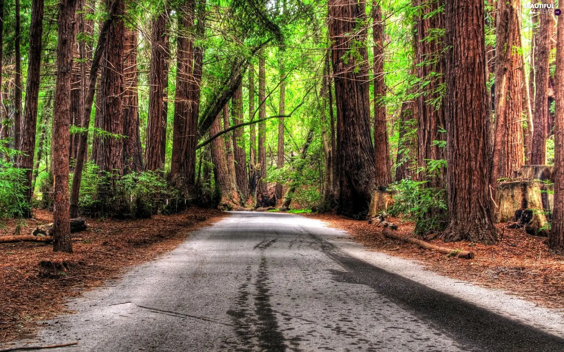 viewes, forest, Leaf, Way, green ones, trees