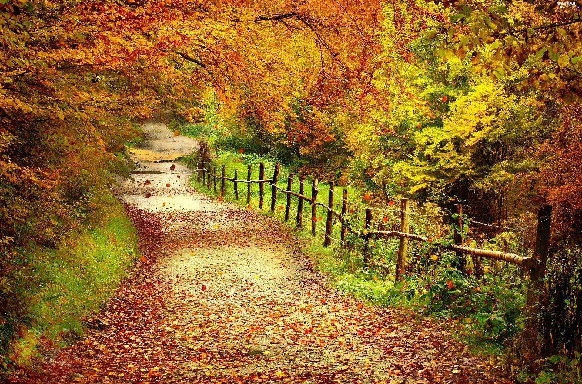 viewes, Leaf, fence, trees, Way