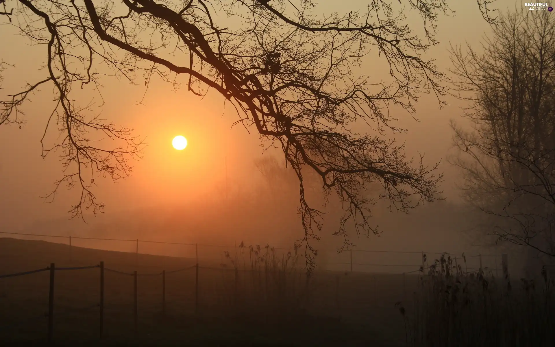 trees, Field, viewes, Fog, flash, luminosity, ligh, sun, Przebijające