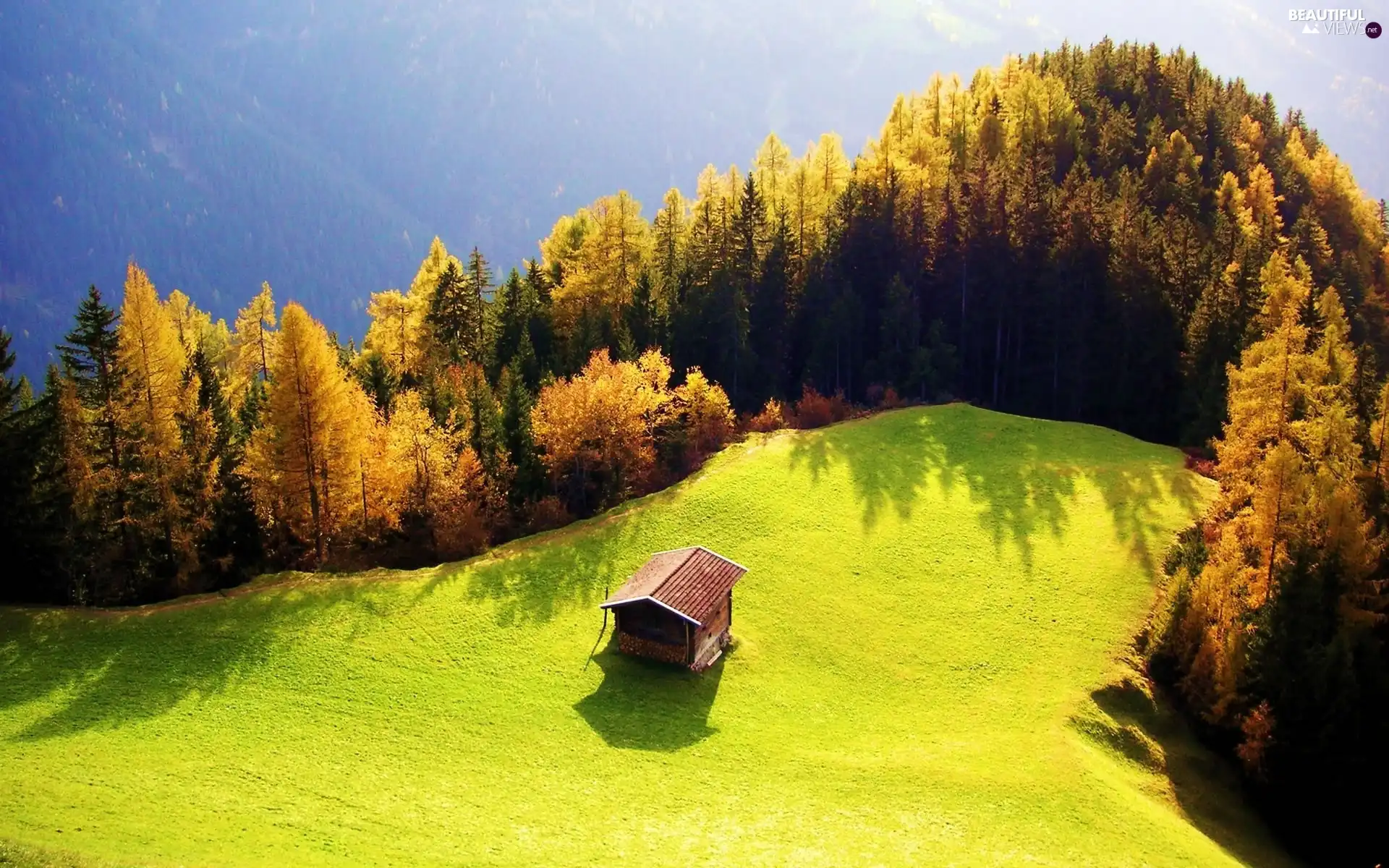 Meadow, trees, viewes, Home