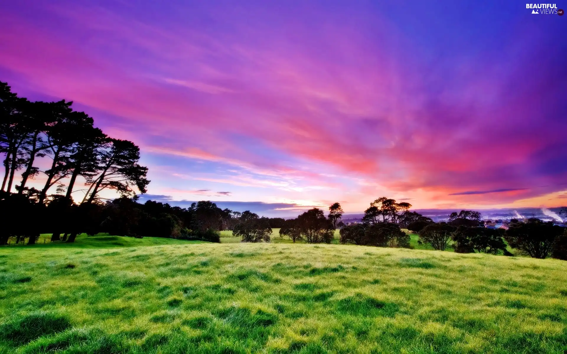 viewes, Meadow, sun, trees, west