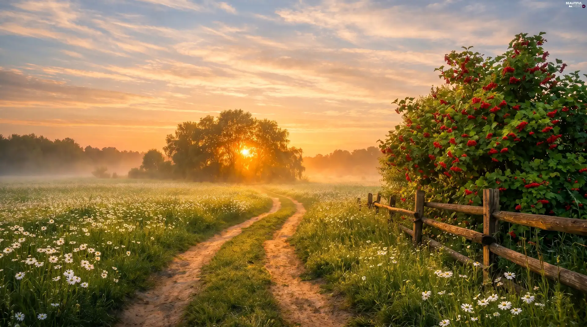 Flowers, fence, morning, trees, Fog, Meadow, Way, viewes