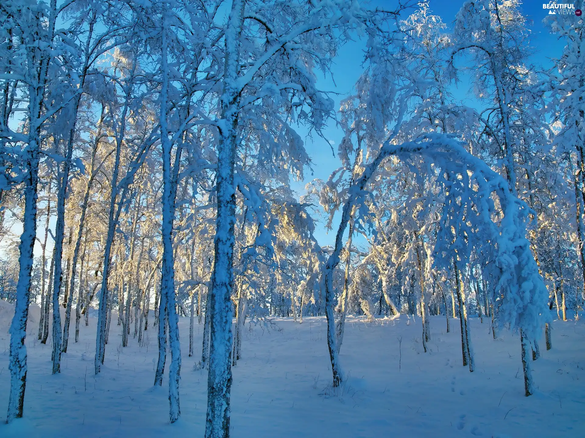 viewes, morning, Snowy, trees, forest