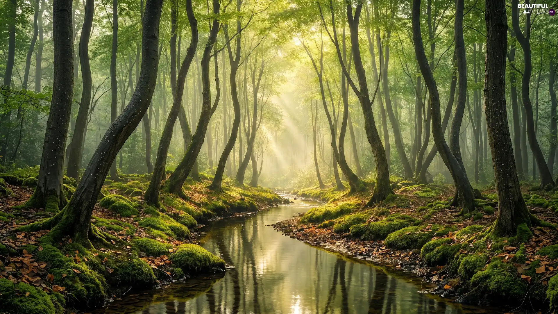 viewes, stream, light breaking through sky, trees, forest, Moss, Ai