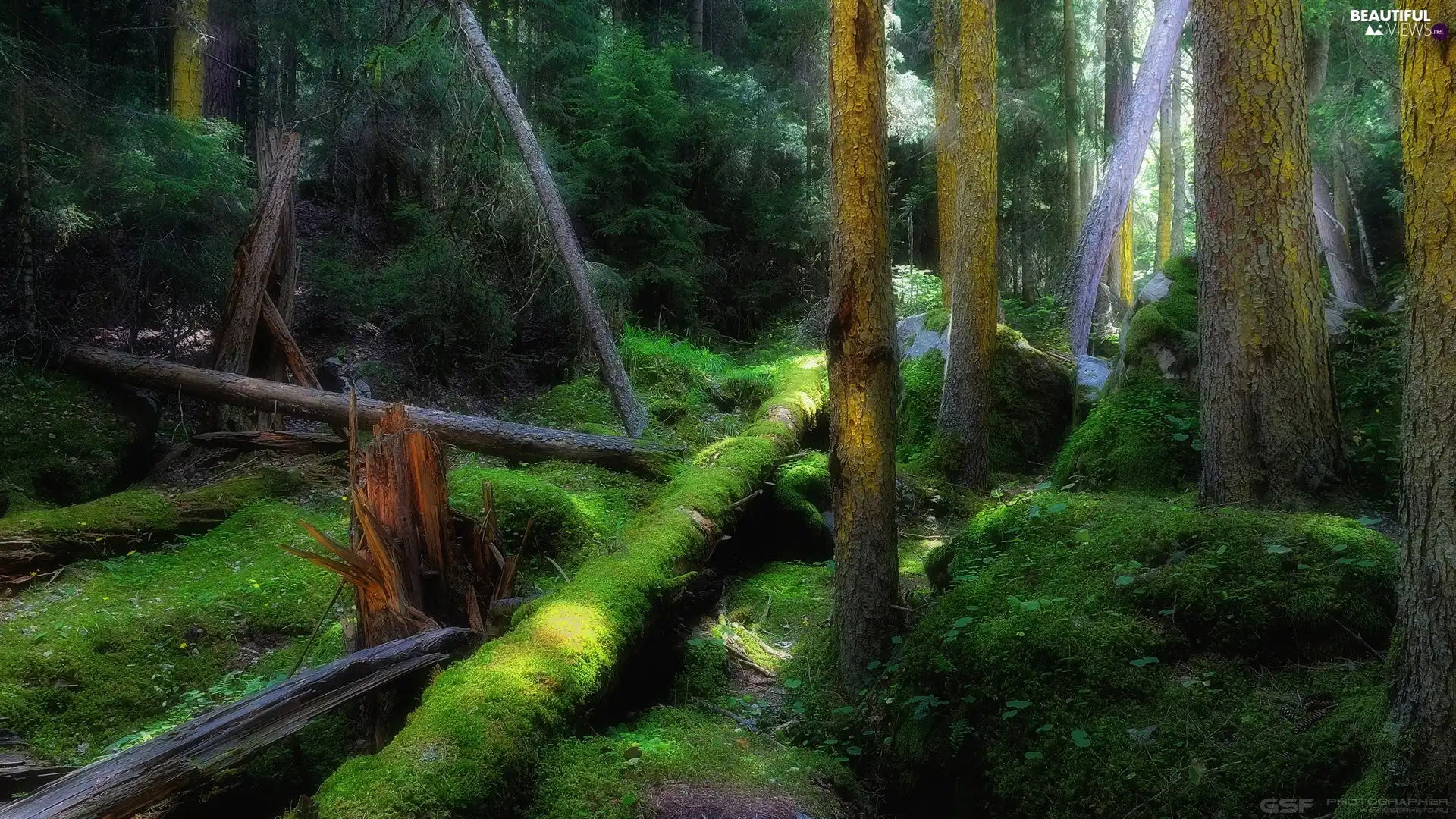 trees, viewes, mossy, fallen, forest