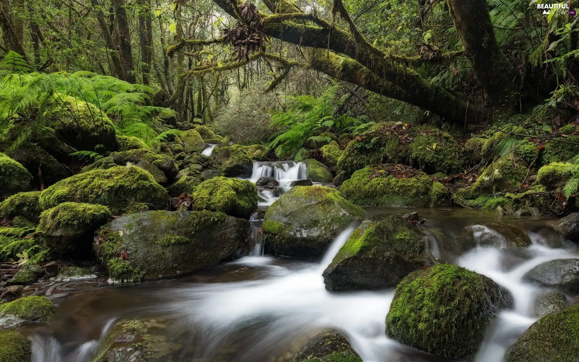 fern, trees, mossy, viewes, forest, flux, Stones