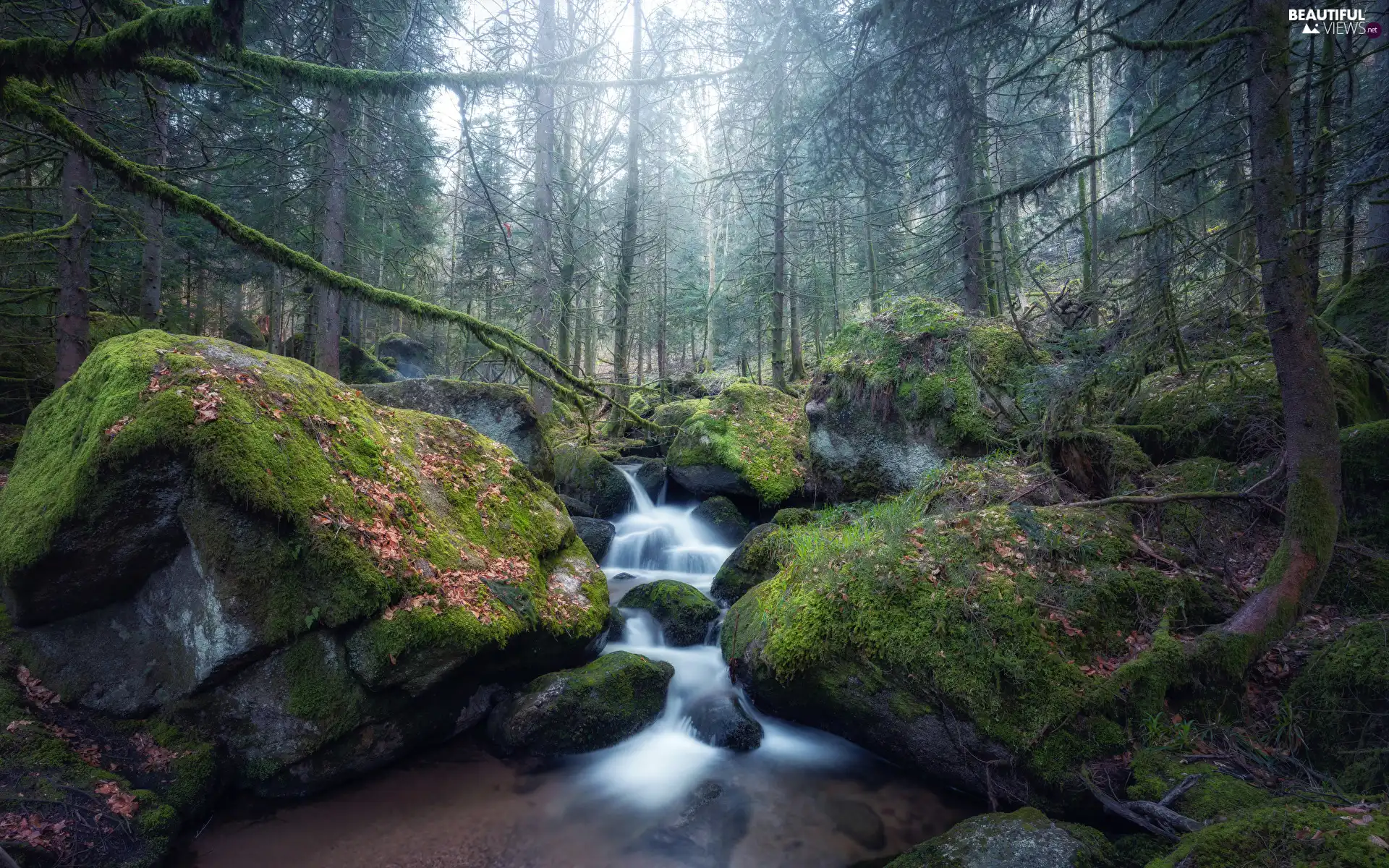 River, trees, mossy, viewes, forest, flux, Stones