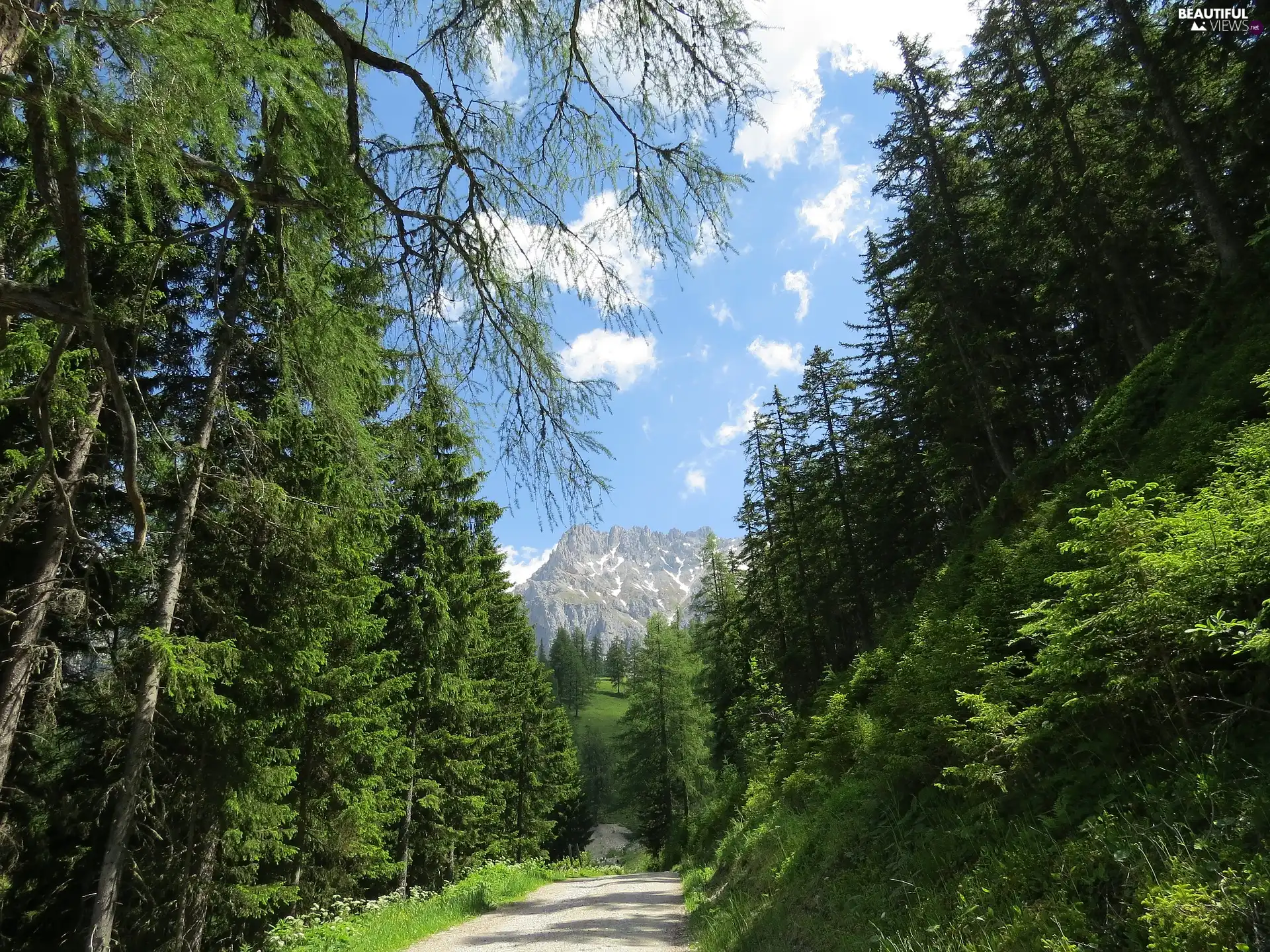 Way, Dachstein Mountains, trees, Alps, Austria, forest, viewes