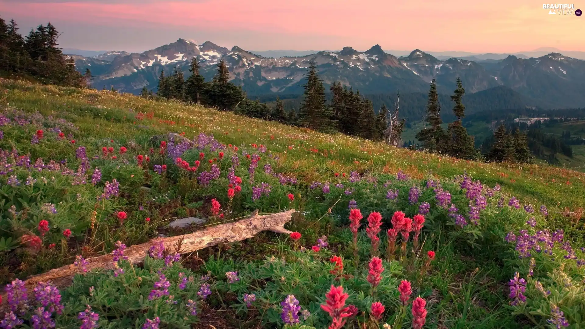 viewes, Mountains, Flowers, trees, Meadow