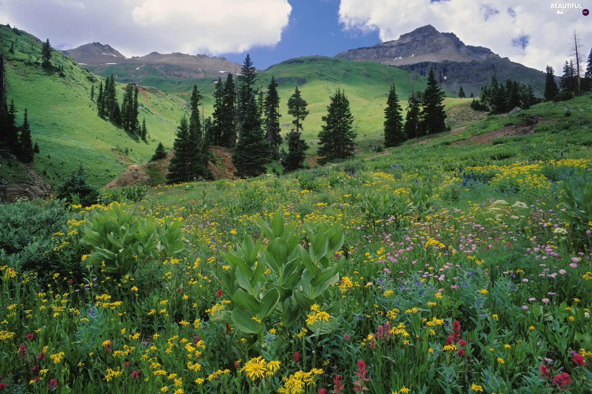 viewes, Mountains, Flowers, trees, Meadow