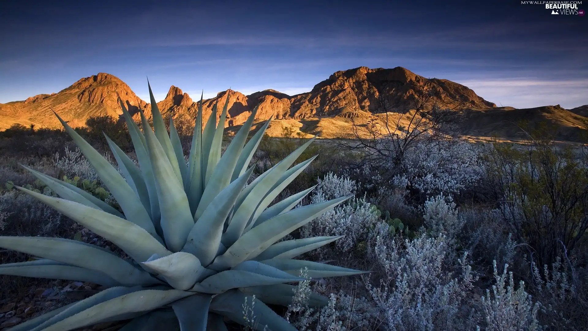 Mountains, trees, viewes, Cactus