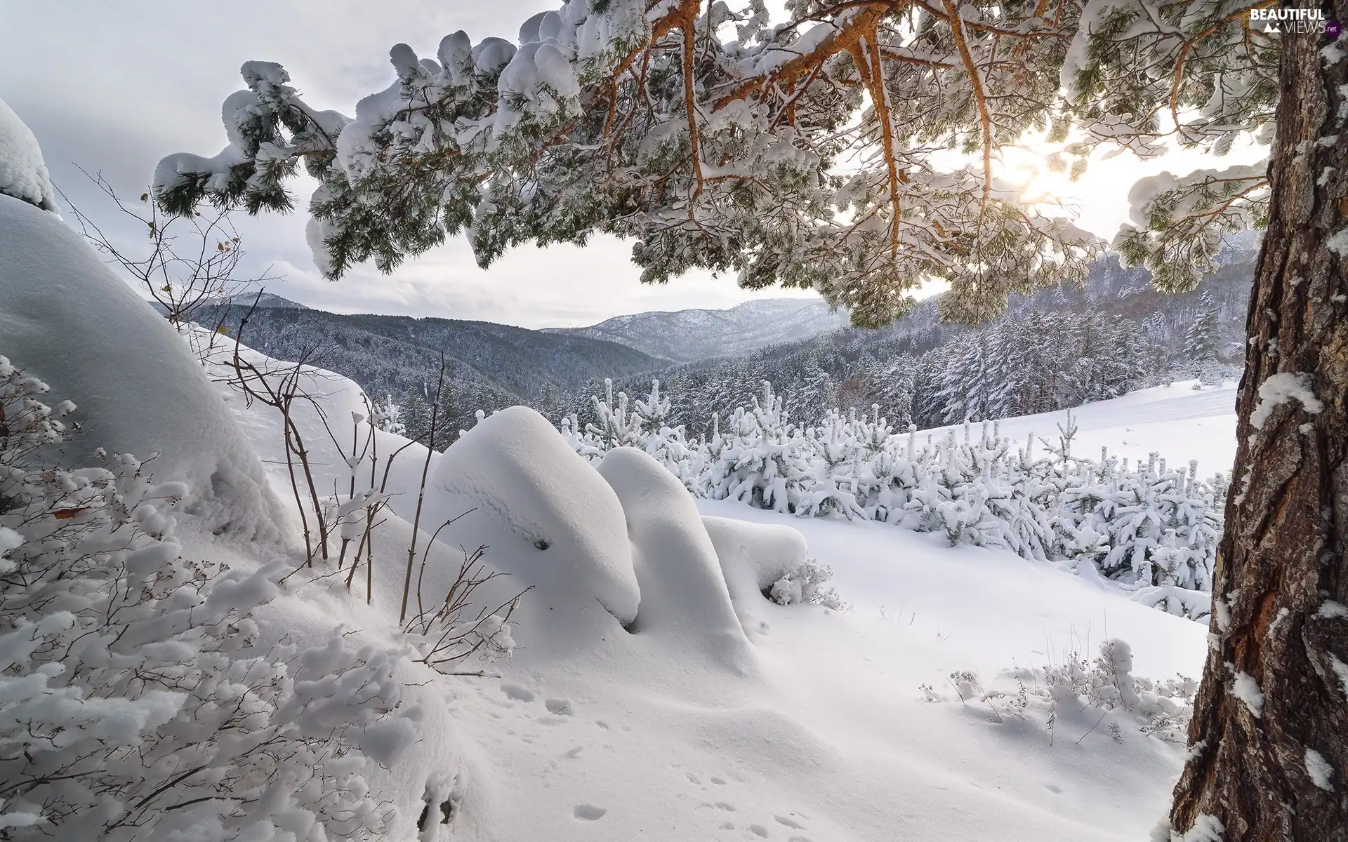 drifts, winter, trees, viewes, Snowy, Mountains