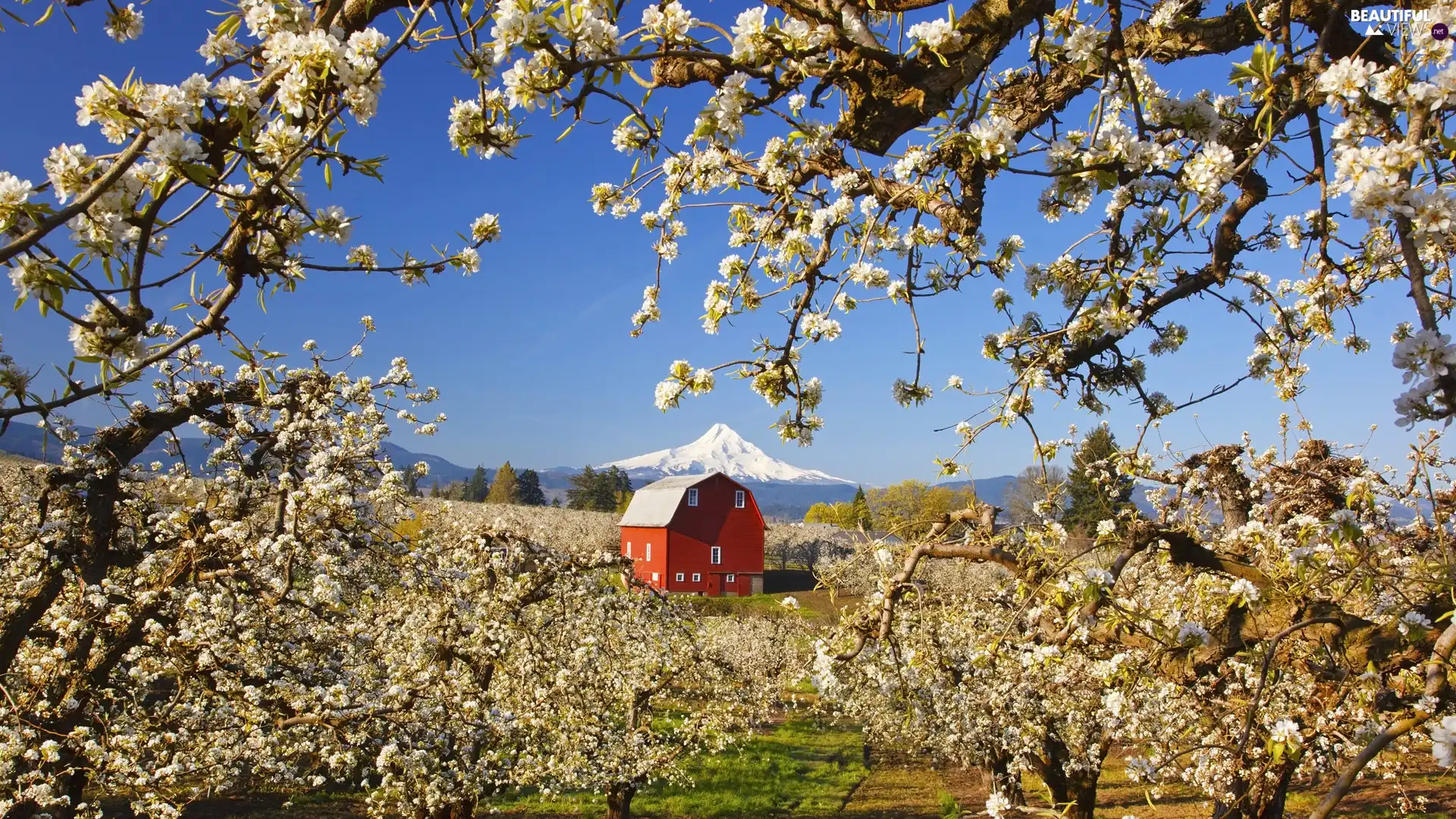 flourishing, field, viewes, Mountains, trees, house