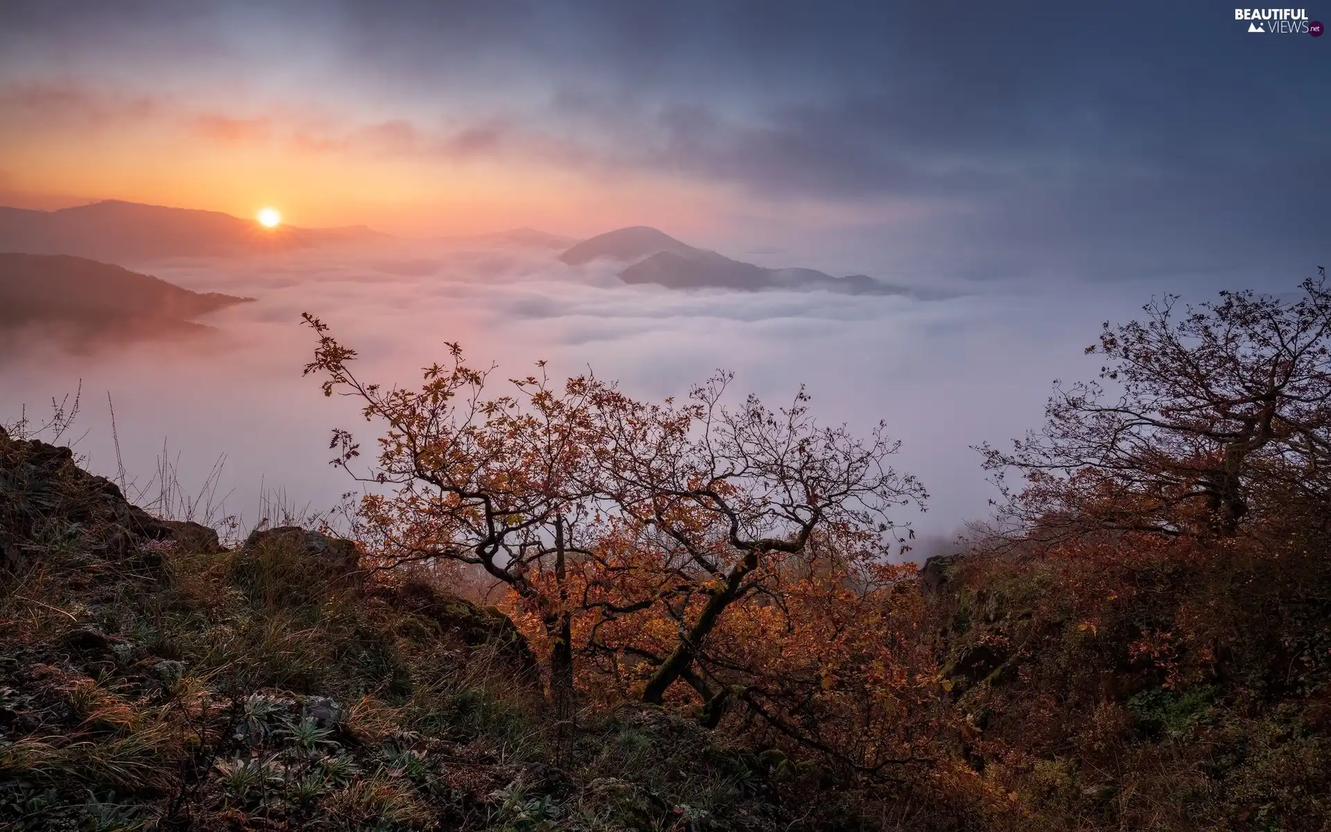 Fog, Sunrise, trees, viewes, autumn, Mountains