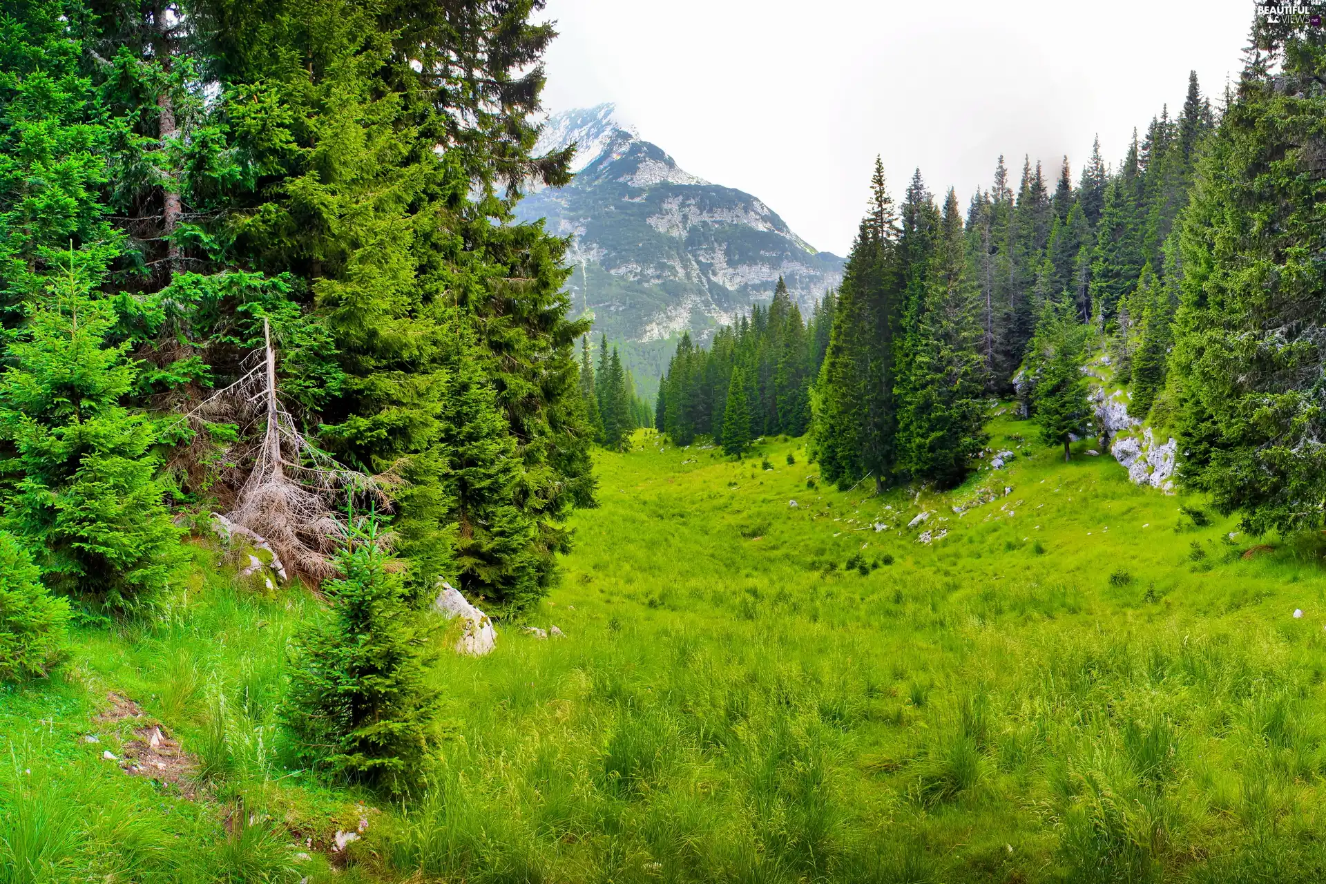 Mountains, trees, viewes, forest