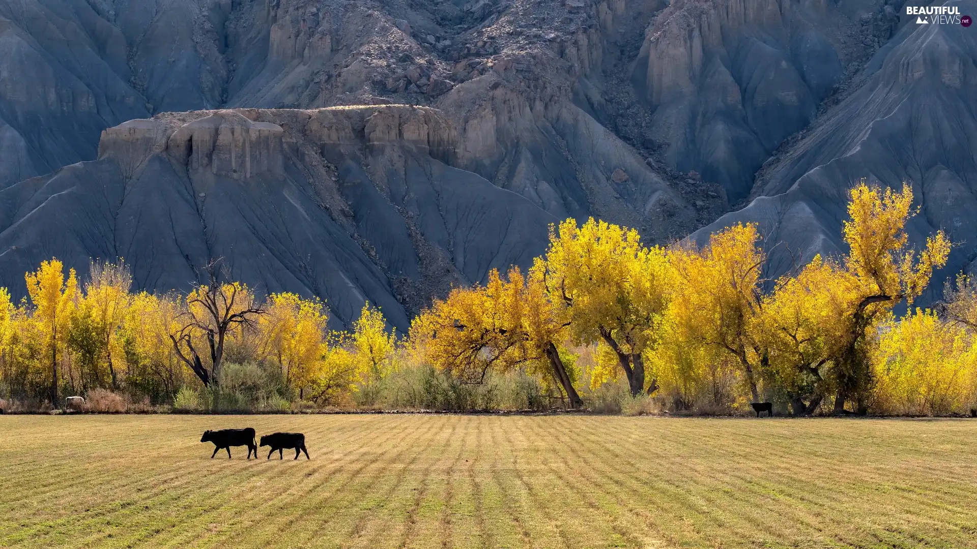 autumn, trees, mountains, viewes, field, Cows, slope
