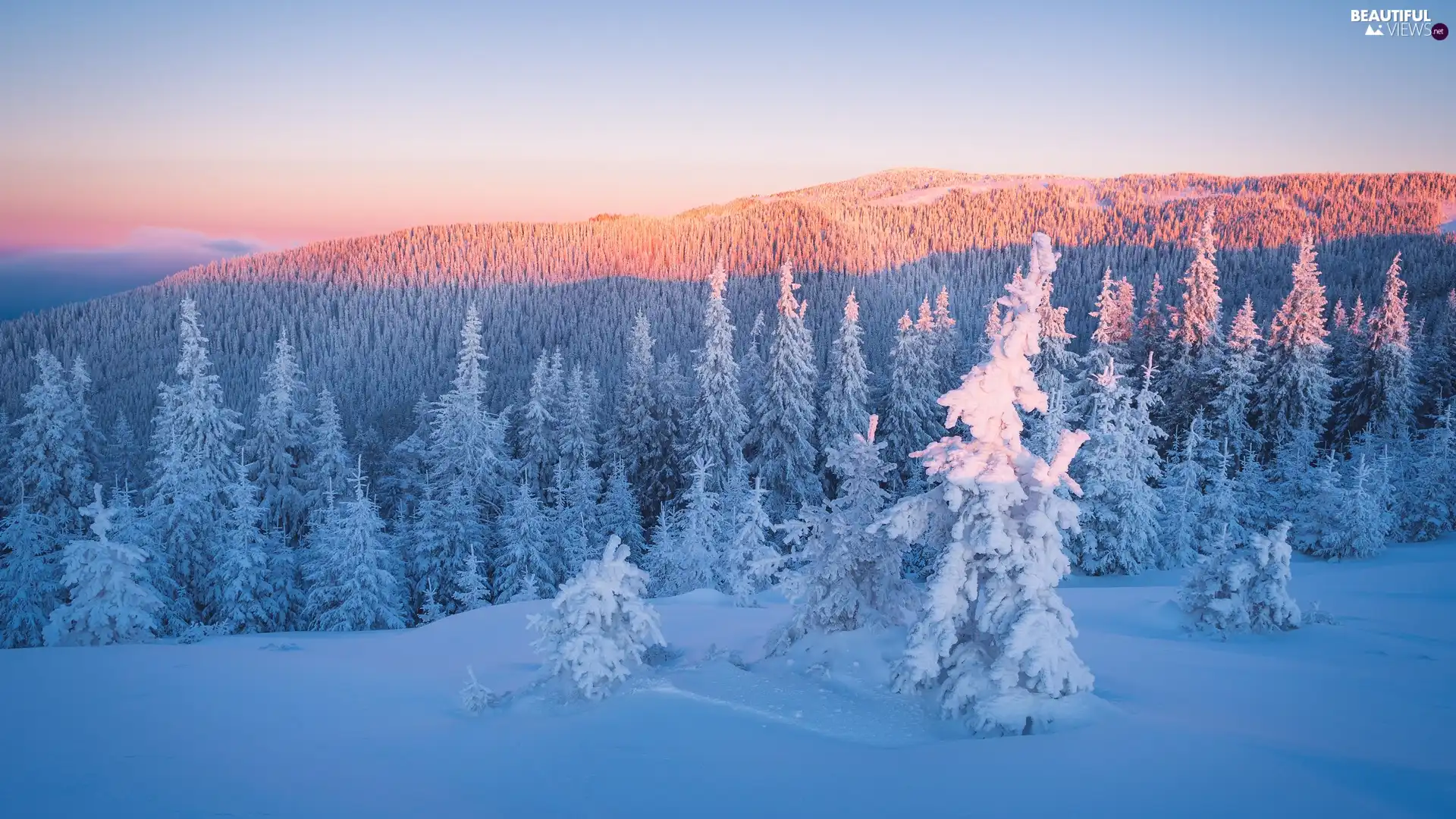 woods, winter, trees, viewes, Snowy, Mountains