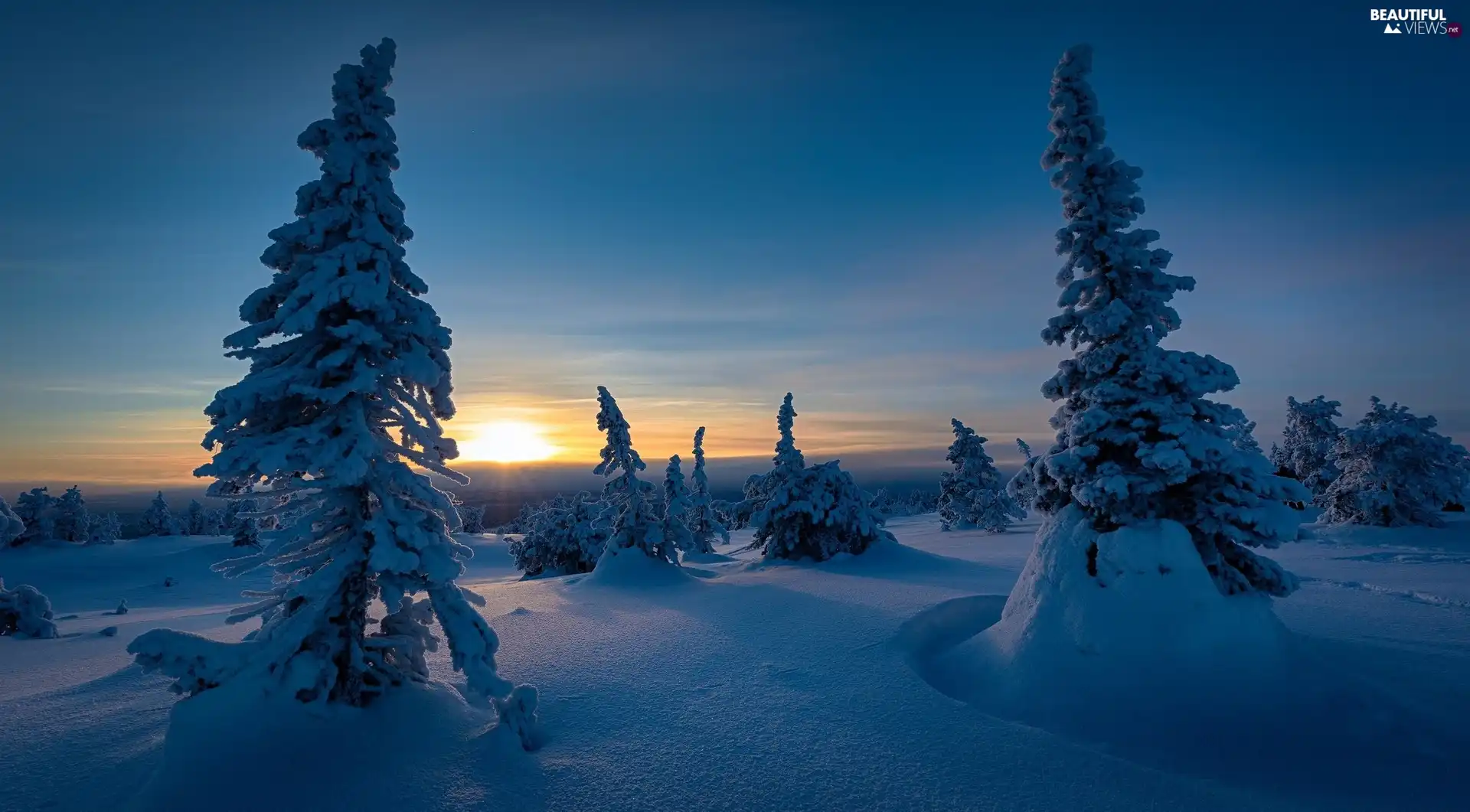 Snowy, Lapland Region, Riisitunturi National Park, viewes, winter, Finland, Municipality of Posio, Spruces, trees, Great Sunsets