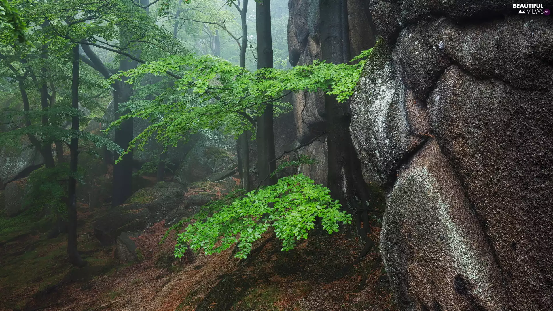 forest, rocks, trees, viewes, green ones
