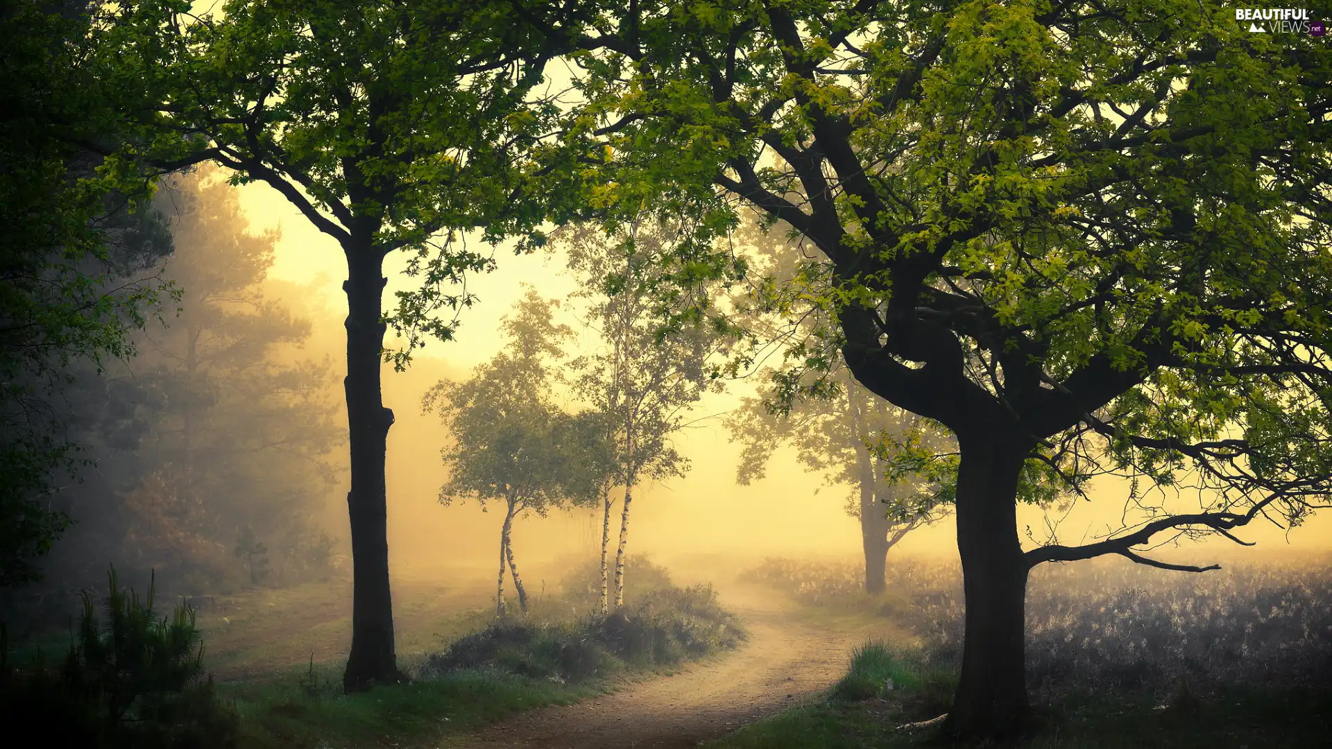 Way, Fog, trees, viewes, green ones