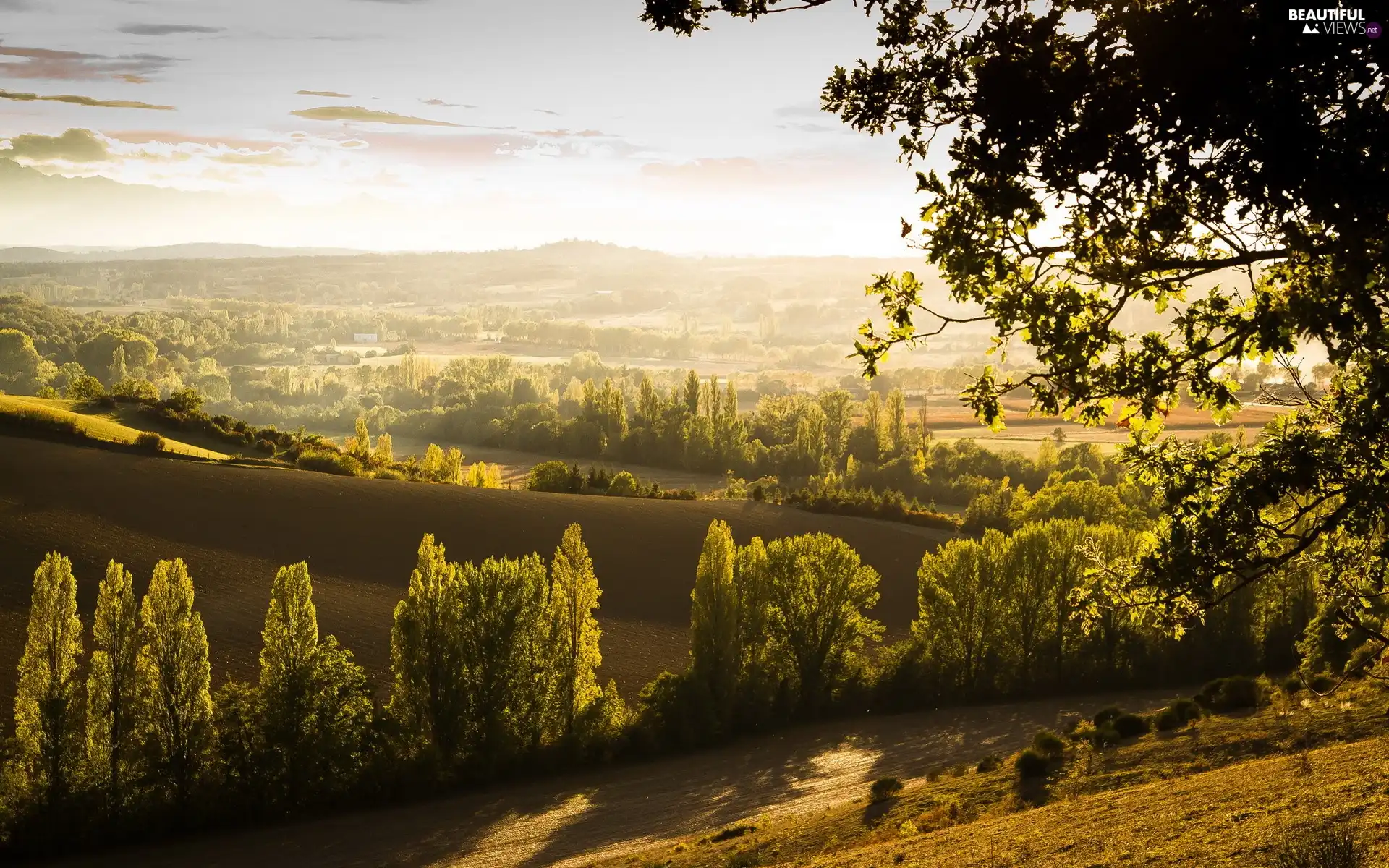 viewes, panorama, Way, trees, field