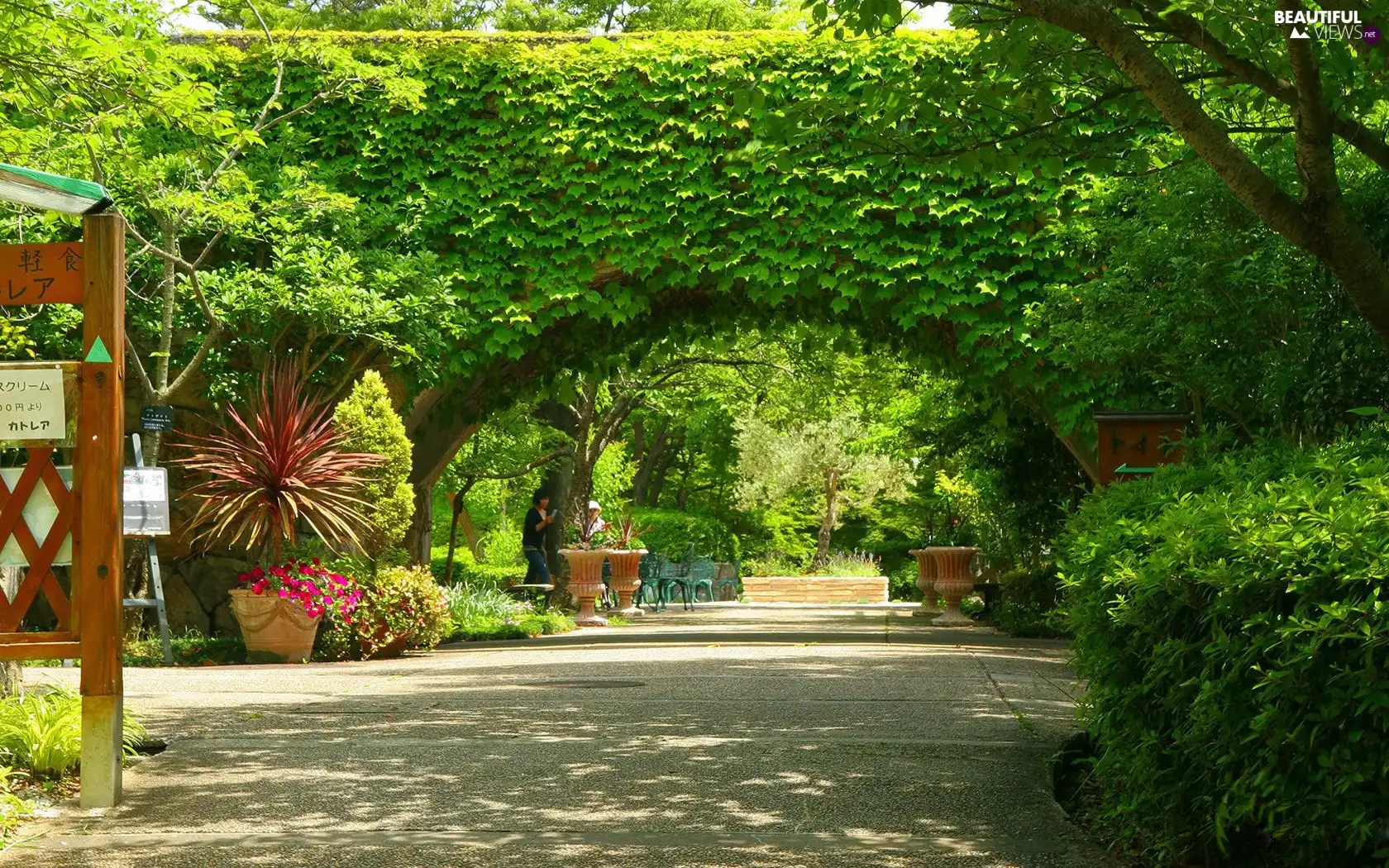 Park, trees, viewes, alley