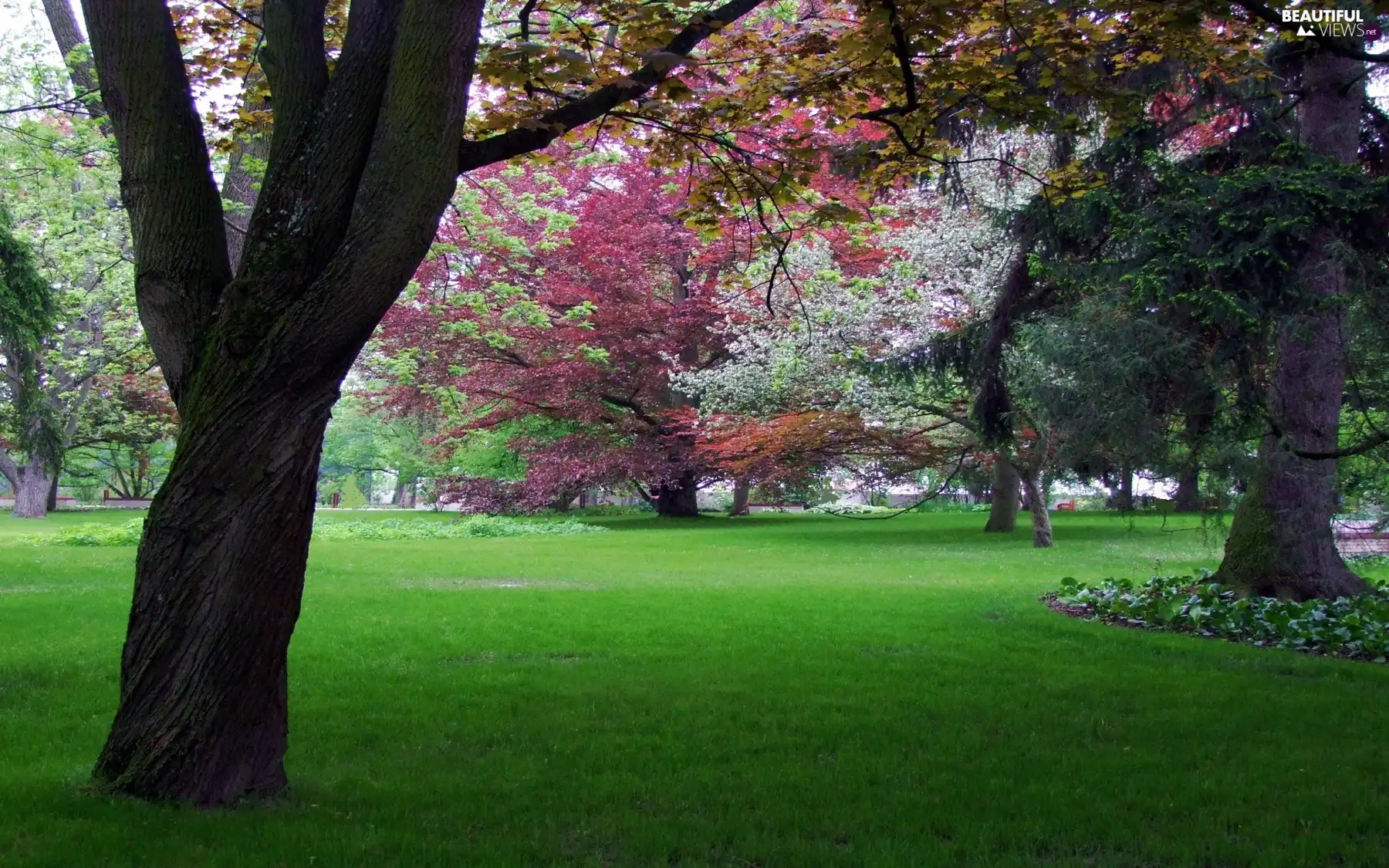 Park, trees, viewes, color